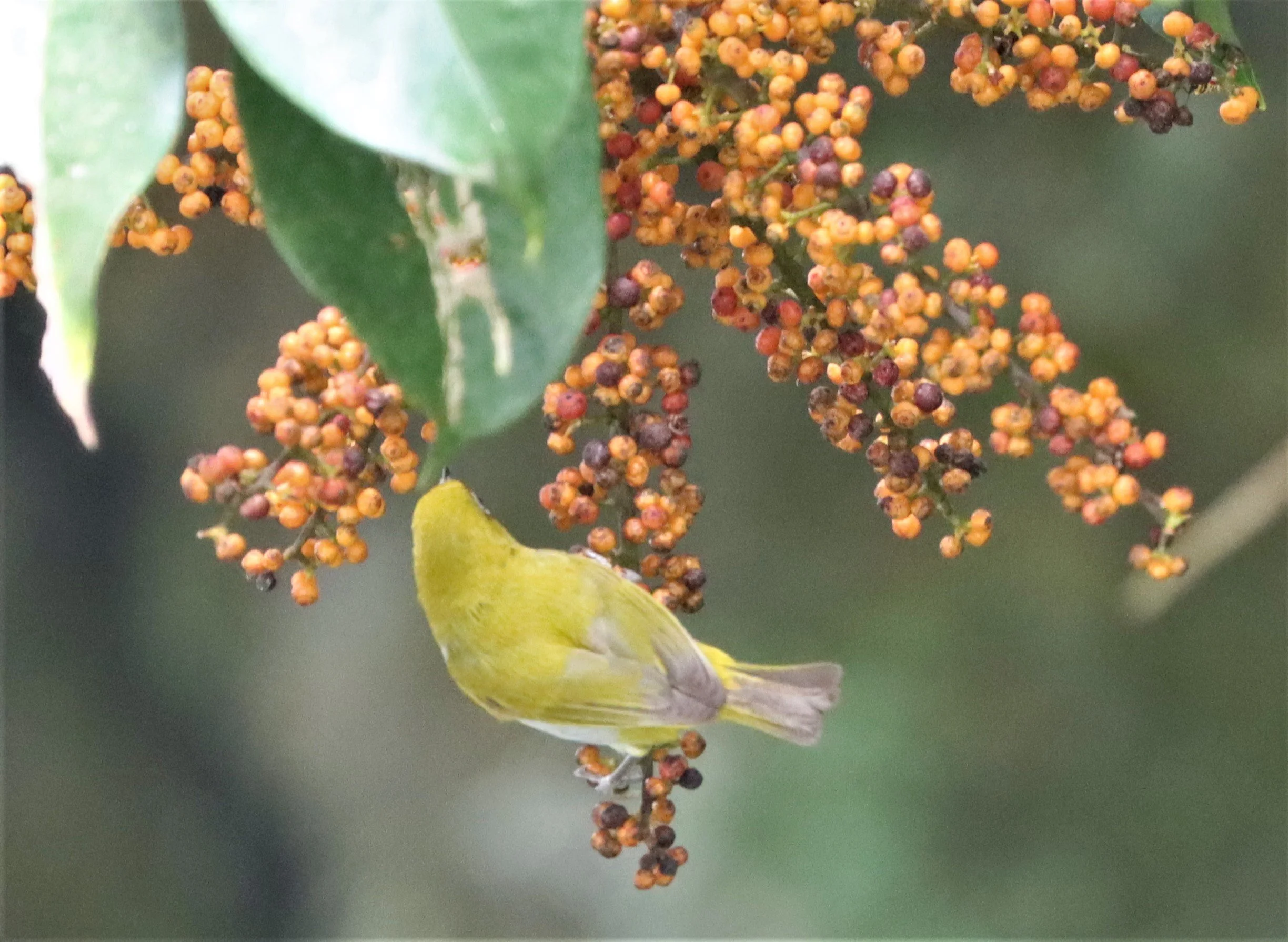 Indian White-eye (Zosterops palpebrosus) Doi Ang Kang Chiang Mai (18).jpg