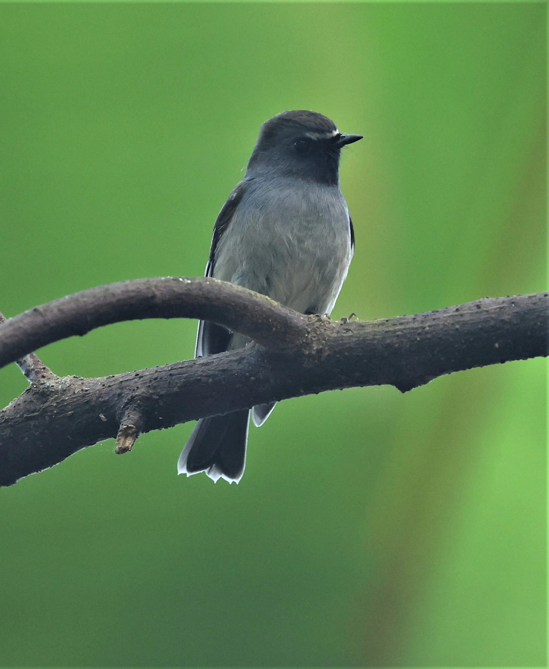 FLYCATCHER - RUFOUS-GORGETED FLYCATCHER - Ficedula strophiata - DOI LANG WEST, DOI PHA HOM POK NP, CHIANG MAI DEC 2021 (21).jpg