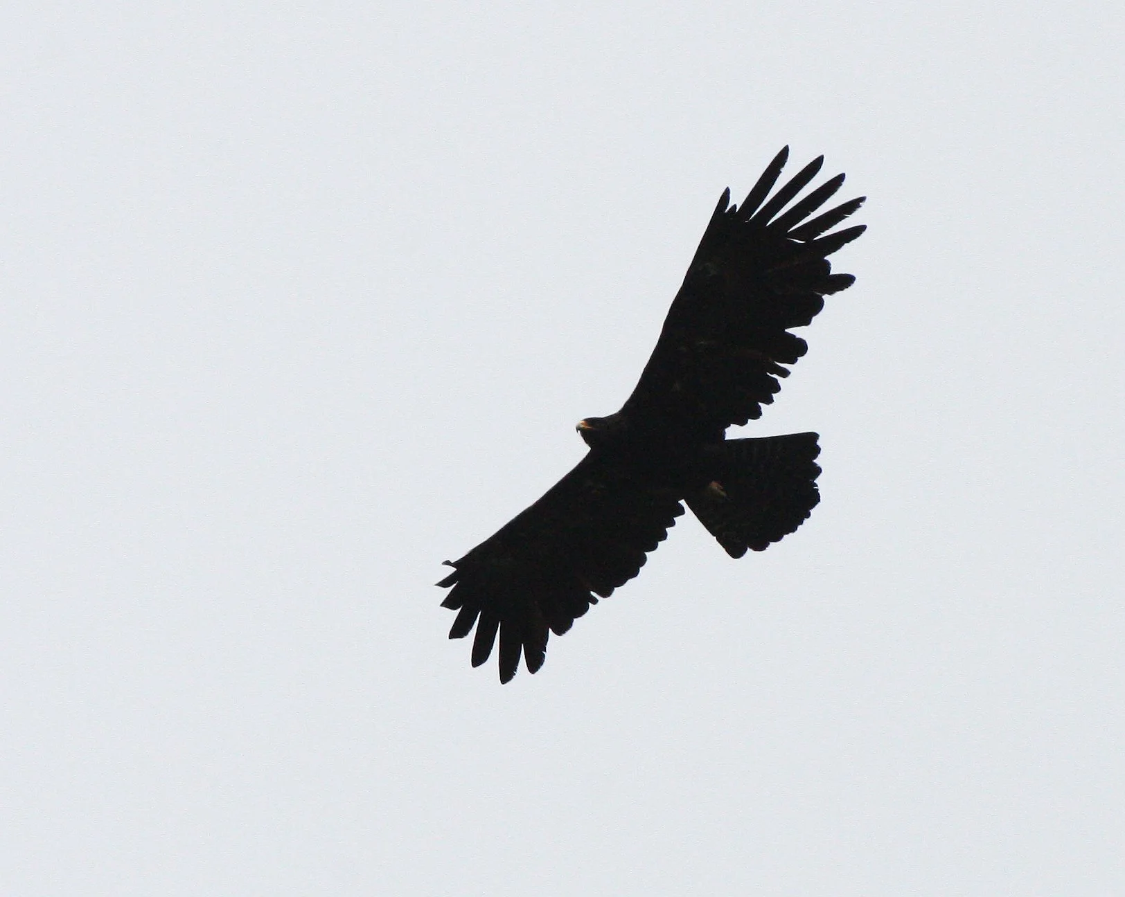 Ictinaetus malaiensis - BLACK EAGLE - KAENG KRACHAN THAILAND (19).JPG