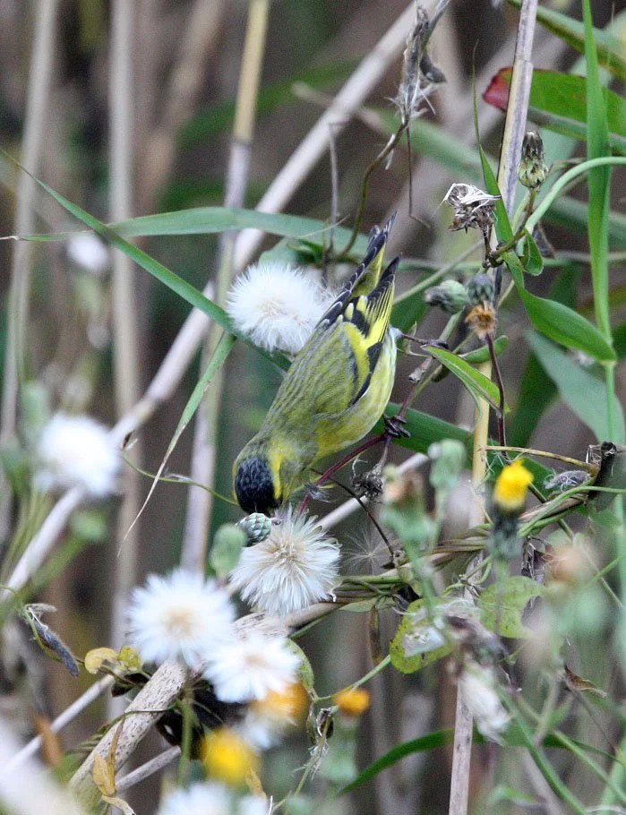 Eurasian Siskin (Spinus spinus) Nankou Rudong, China (14).JPG