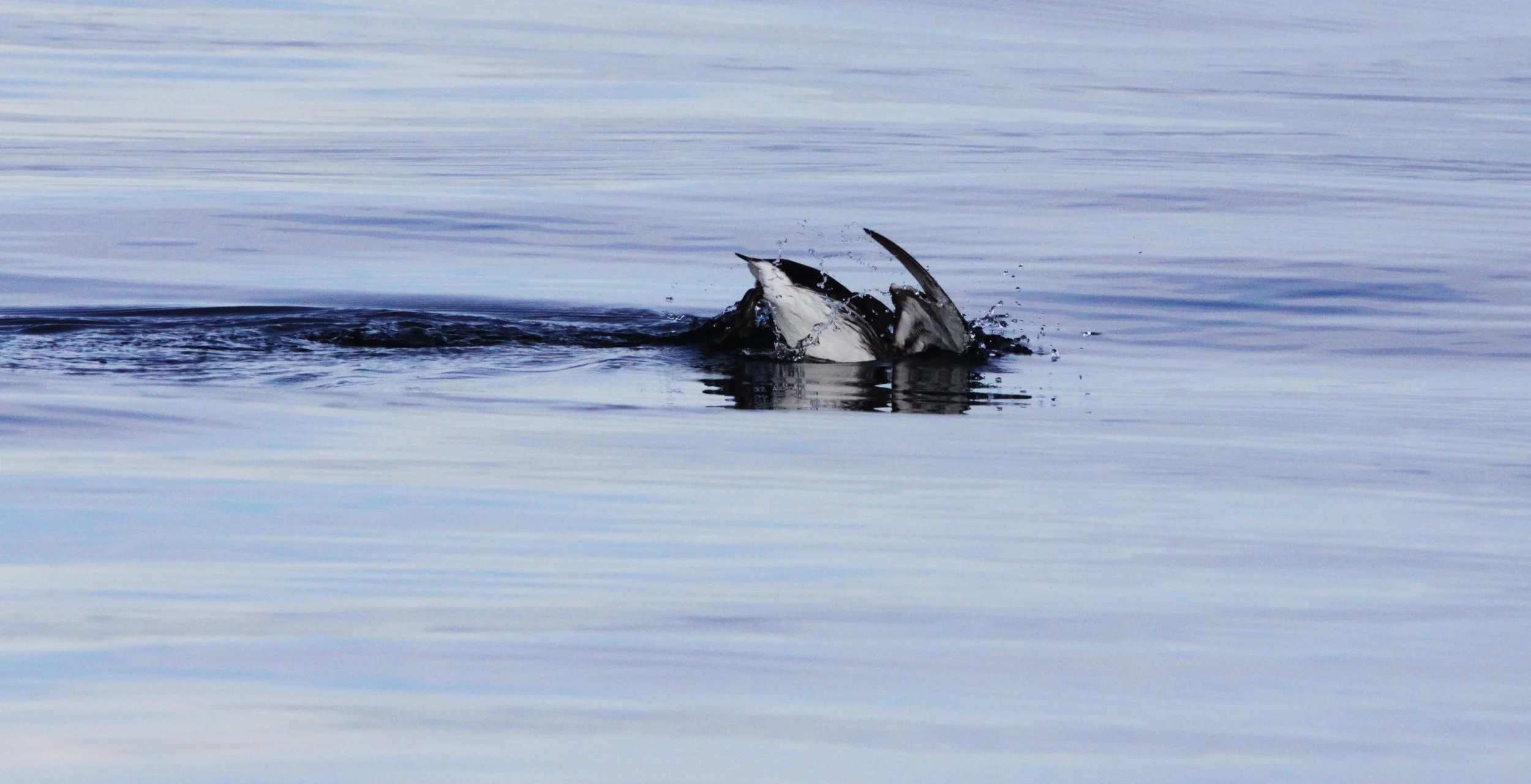 Uria aalge - COMMON MURRE - PORT ANGELES HARBOR (2).JPG