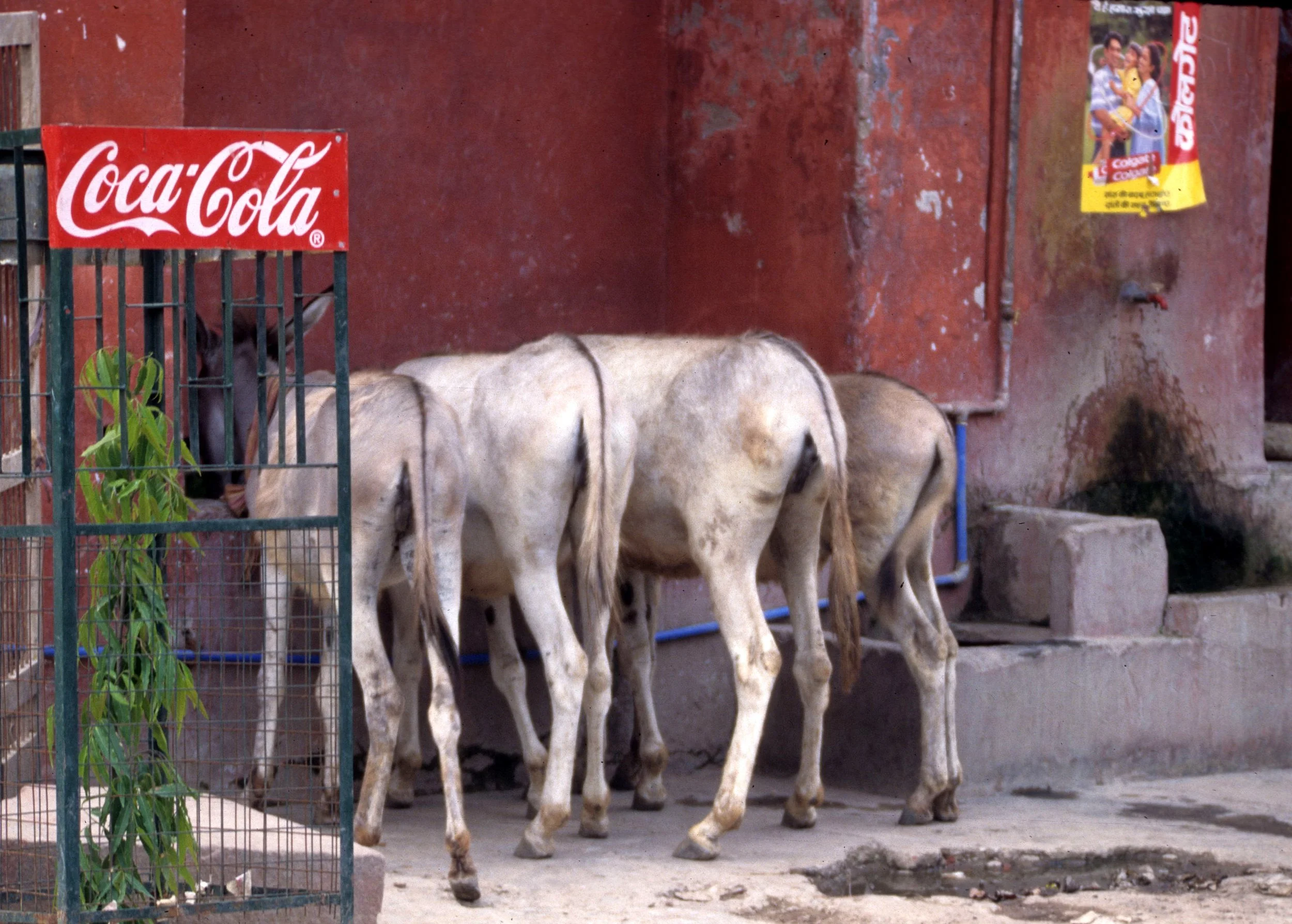 INDIA - AGRA - SACRED COWS.jpg