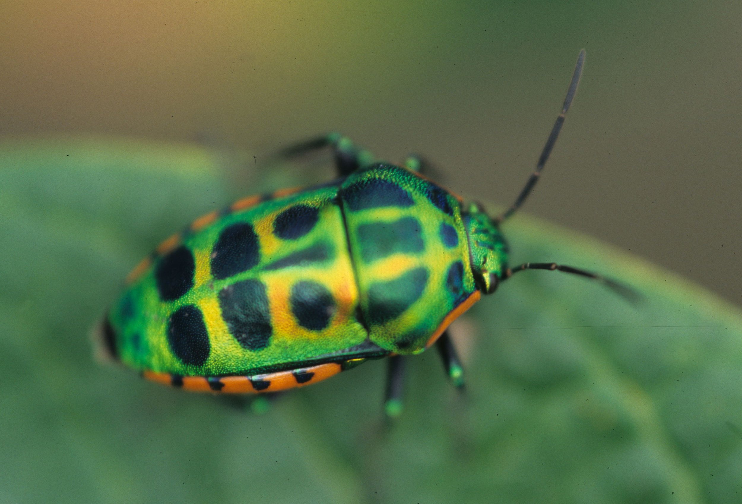 INVERTS - HEMIPTERA - SHIELD BUGS - UGANDA (4).jpg