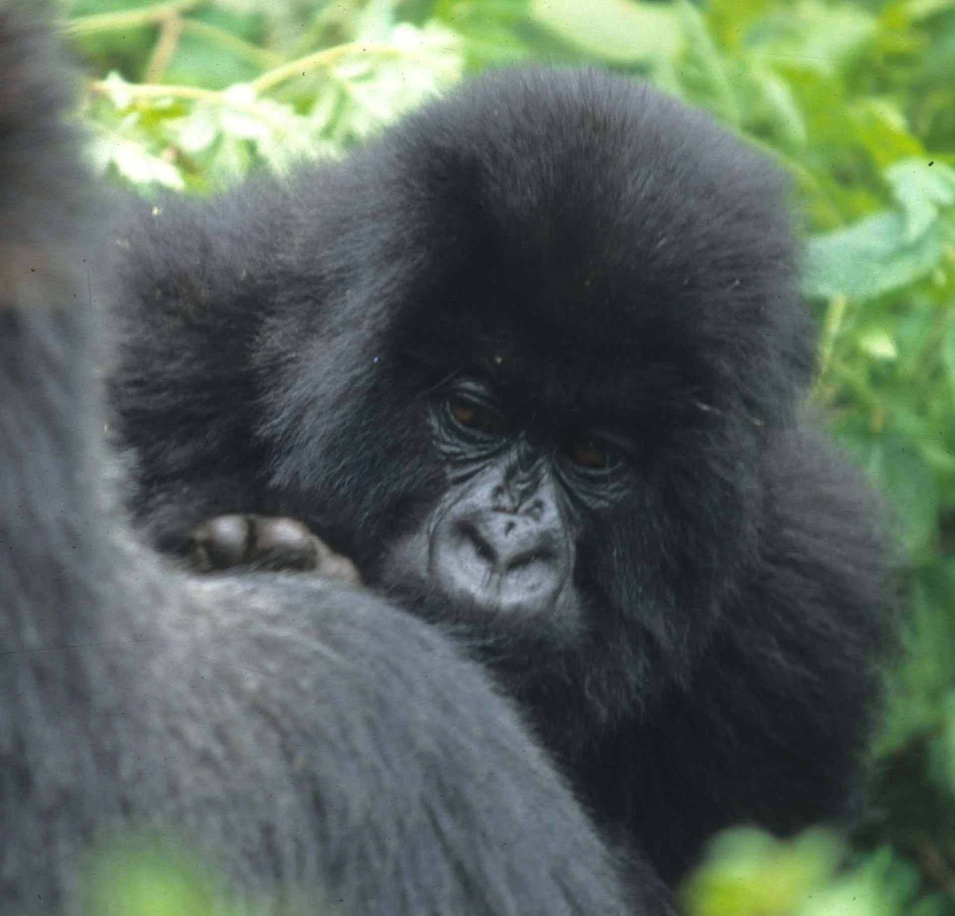 PRIMATE - GORILLA-RWANDA PARC DU VULCANS (55).jpg