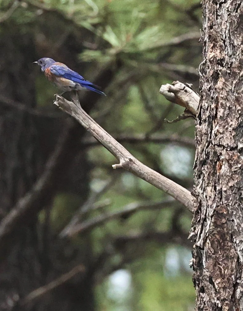 Western Bluebird (Sialia mexicana) Flagstaff Arboretum Arizona (9).jpg