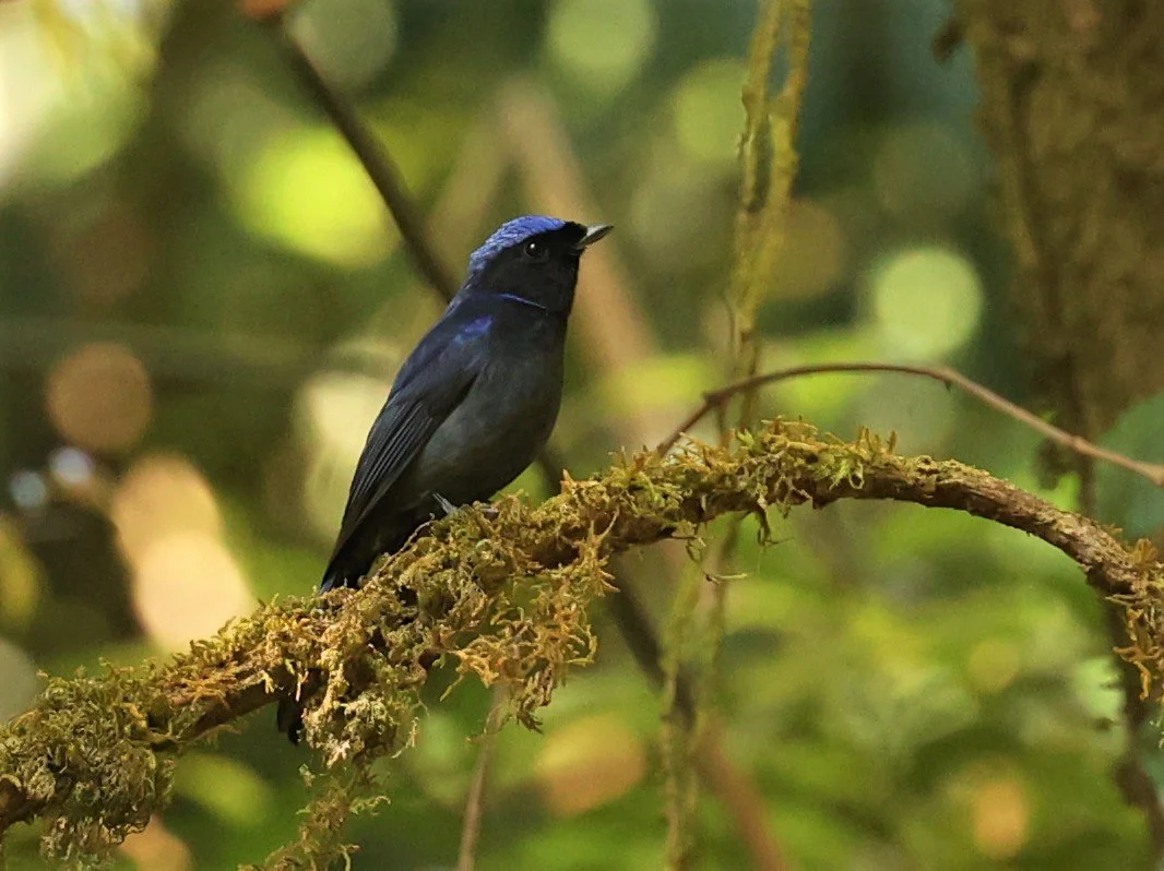 NILTAVA - LARGE NILTAVA - Niltava grandis - DOI LANG EAST DOI PHA HOM POK NP, DECEMBER 2021 (10).jpg