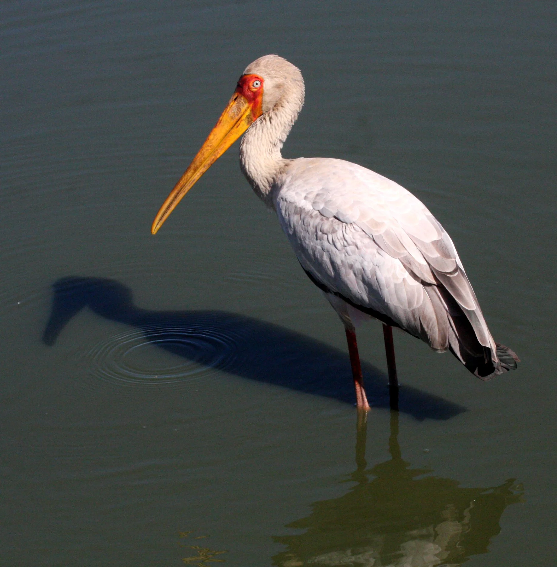 STORK - YELLOW-BILLED STORK - Mycteria ibis - KRUGER NATIONAL PARK SOUTH AFRICA (24).JPG