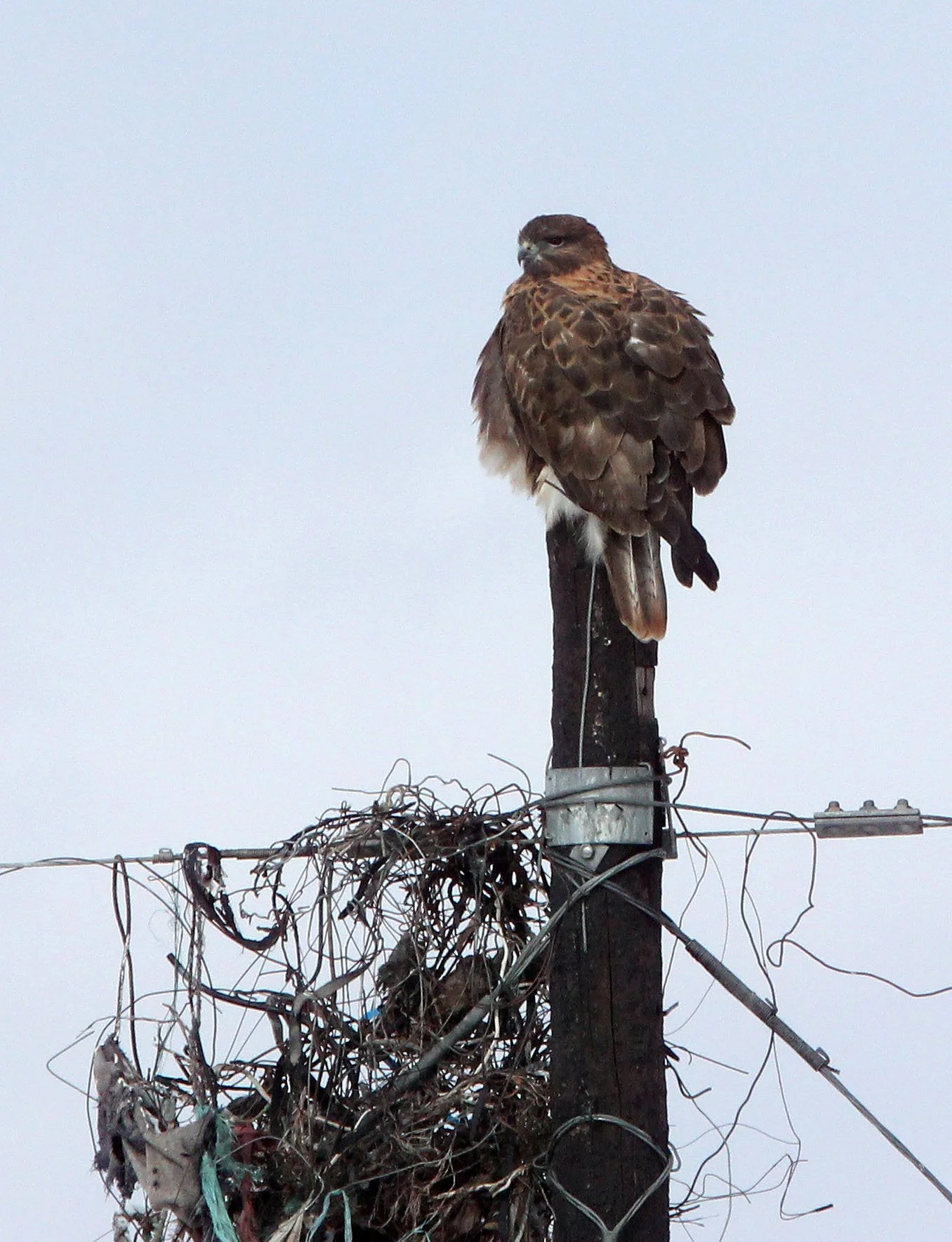 Buteo hemilasius - UPLAND BUZZARD - NEAR BAYANKALA PASS QINGHAI CHINA (16).JPG