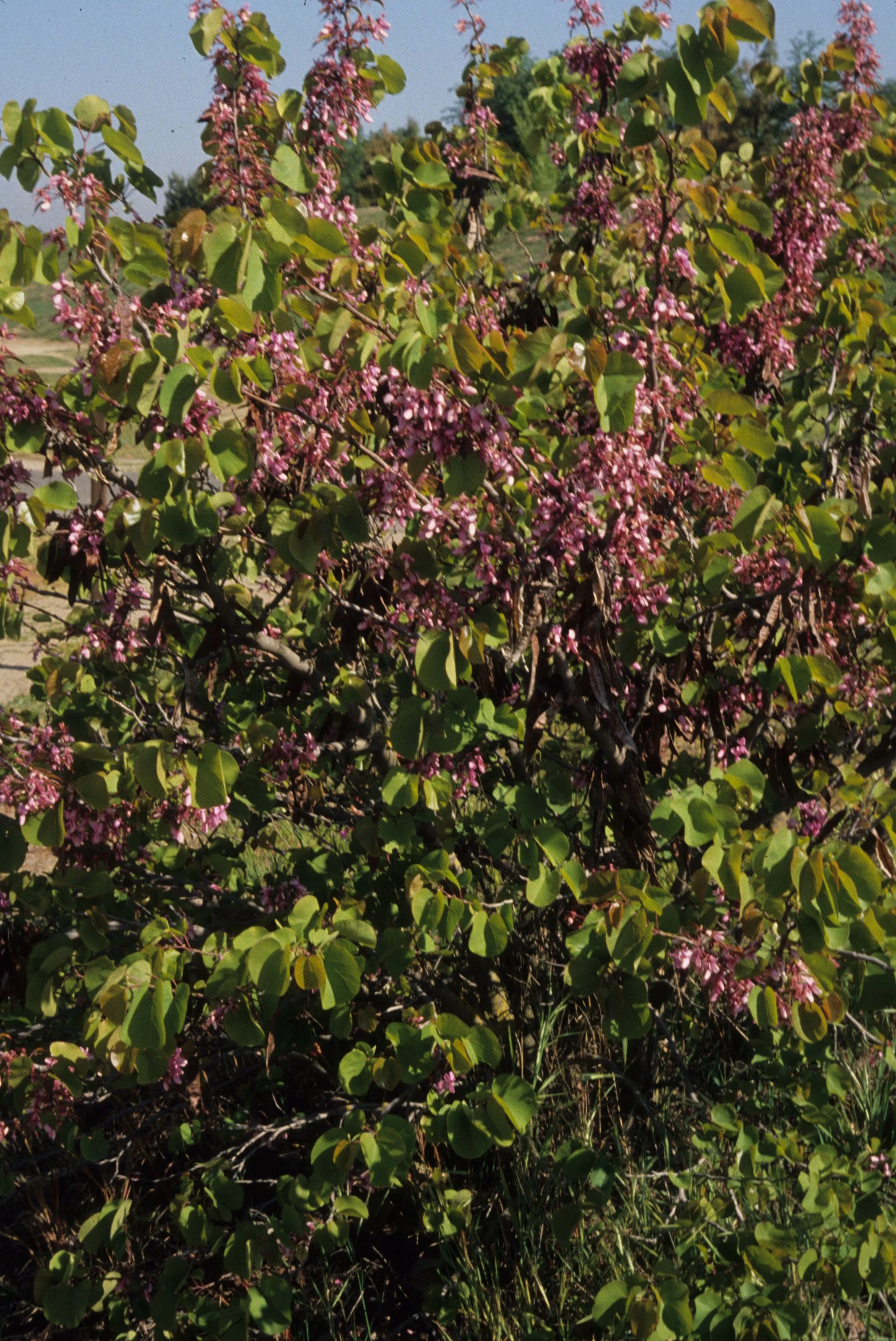 AMERICAN RIVER - WESTERN REDBUD A.jpg