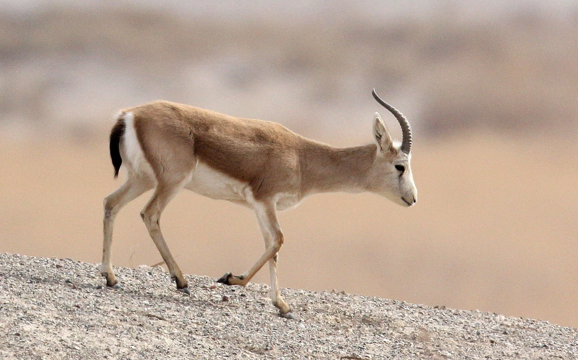 GAZELLE - YARKAND GAZELLE - Gazella yarkandensis - DUNHUANG XIFU NATURE RESERVE - GANSU CHINA (60).JPG