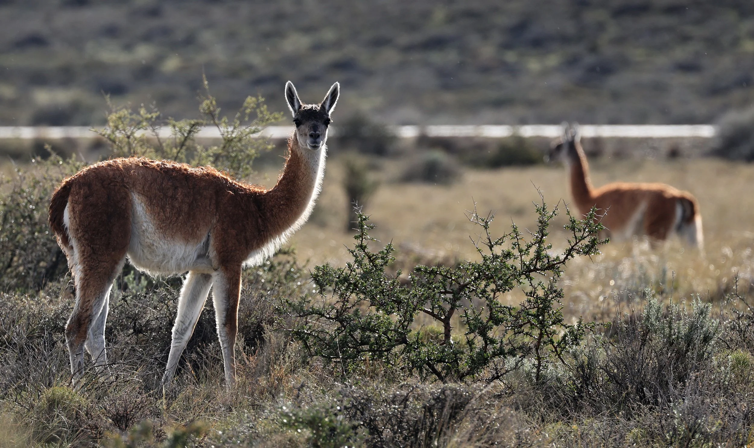 Guanaco (Lama guanicoe) Valdes Peninsula, Chubut Province, Argentina Day 1 (39).jpg