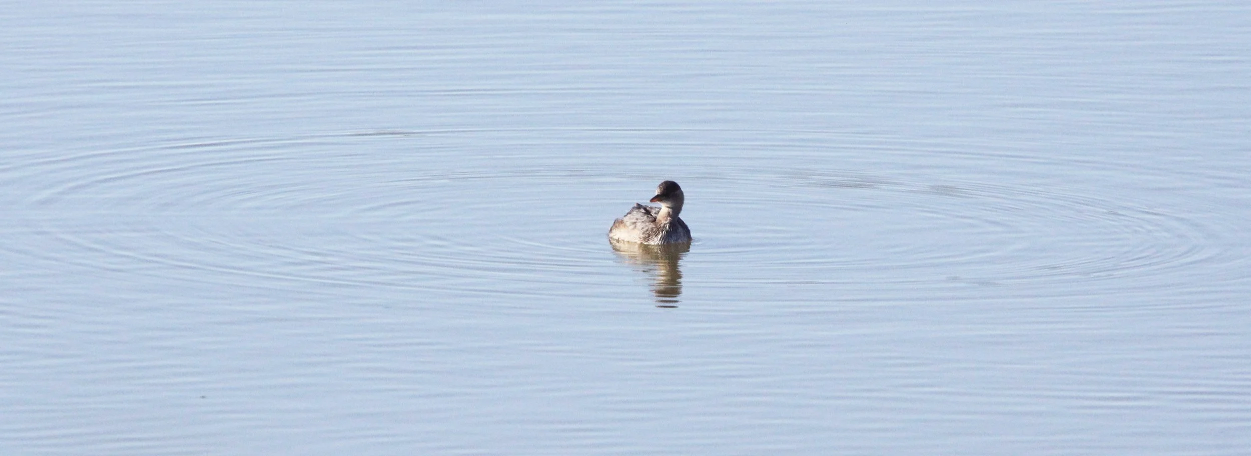 Little Grebe (Tachybaptus ruficollis) Kruger NP South Africa (1).JPG