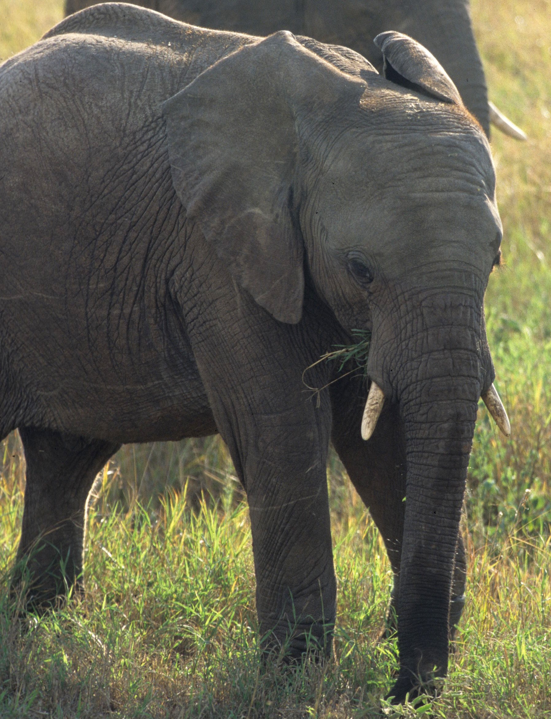 ELEPHANT - SERENGETI 26A.jpg