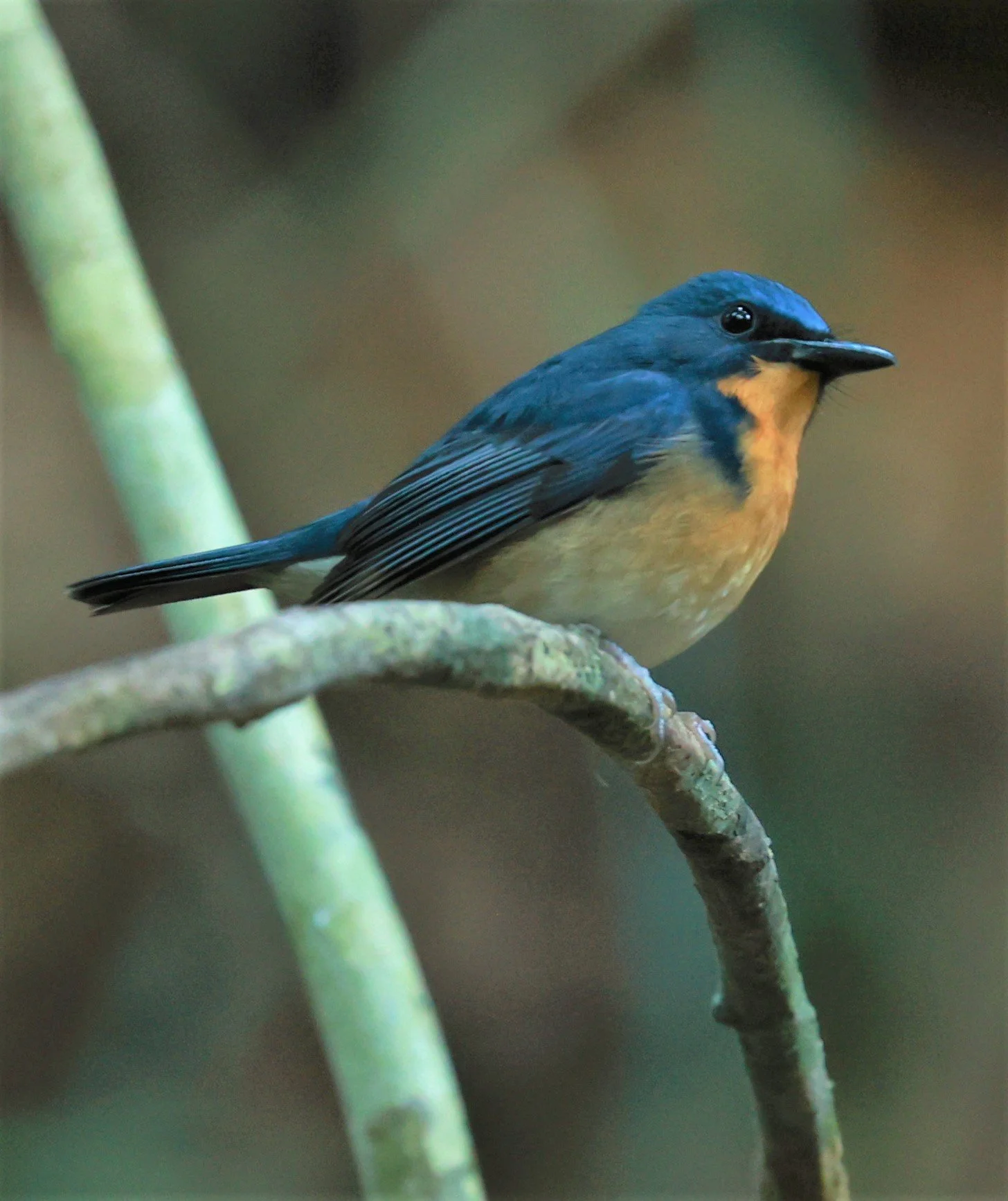 FLYCATCHER - LARGE BLUE FLYCATCHER - Cyornis magnirostris - Si Phang Nga National Park, Thailand Feb 18-19, 2023 (37).jpg