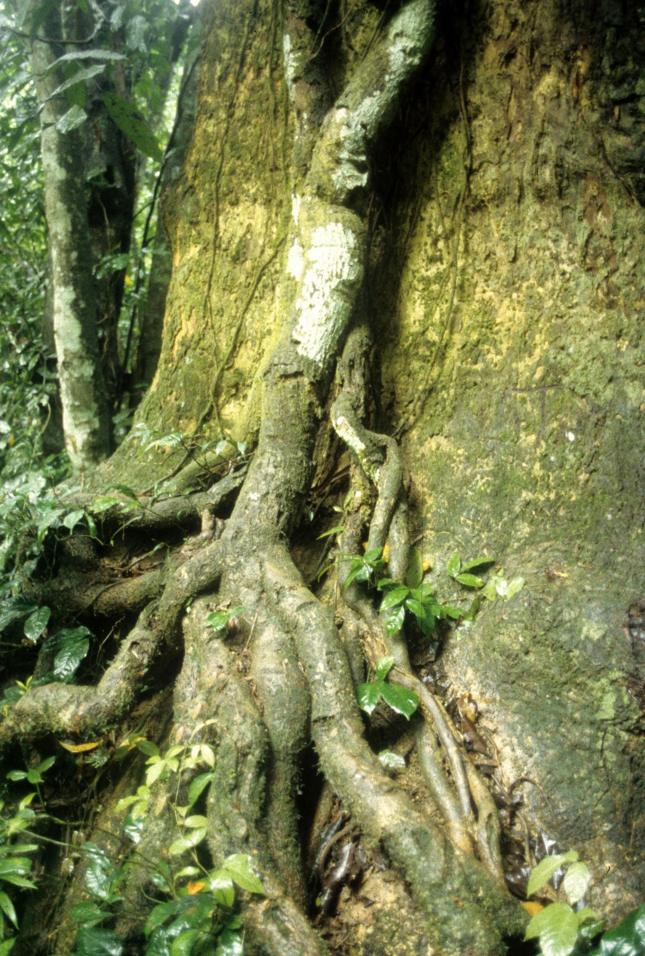 CUC PHUONG NATIONAL PARK - 1994 (18).jpg
