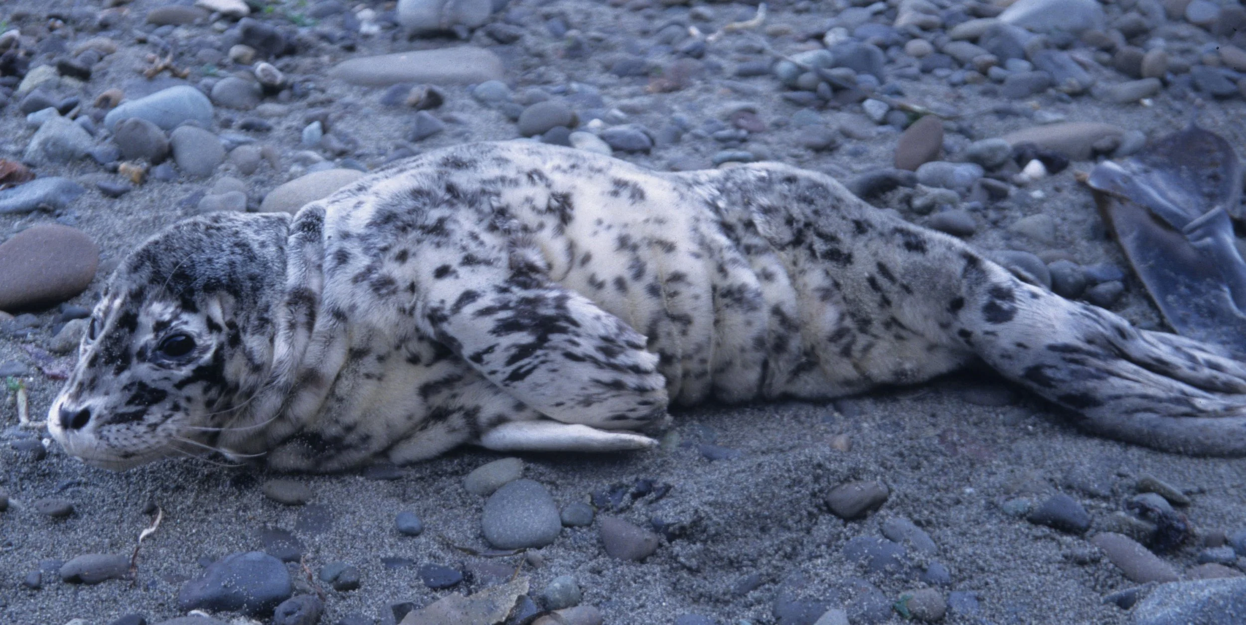 PINNIPED - HARBOR SEAL PUP B.jpg