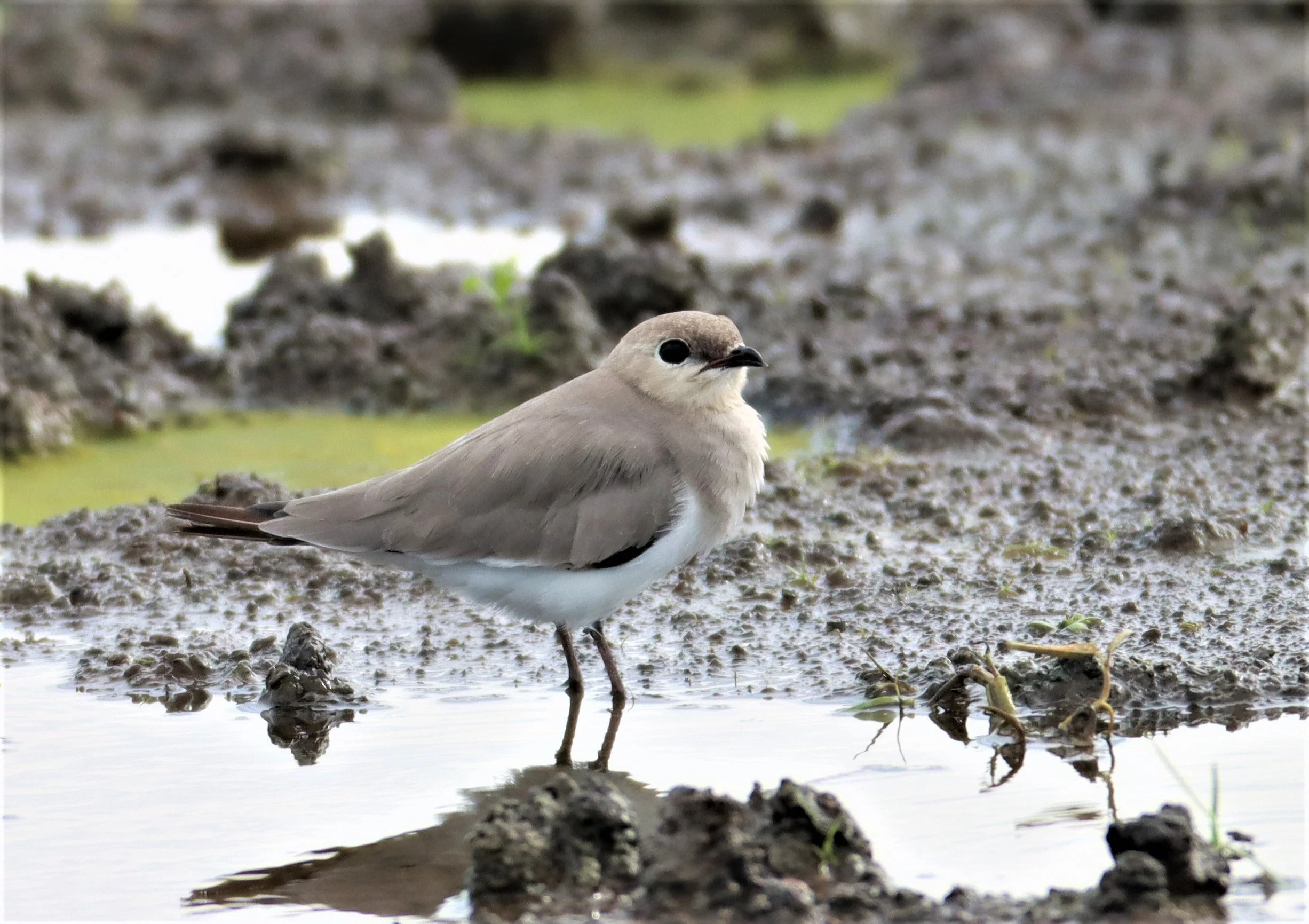 PRATINCOLE - SMALL PRATINCOLE - Glareola lactea - BANG KHAEM NAKHON PATHOM (50).jpg
