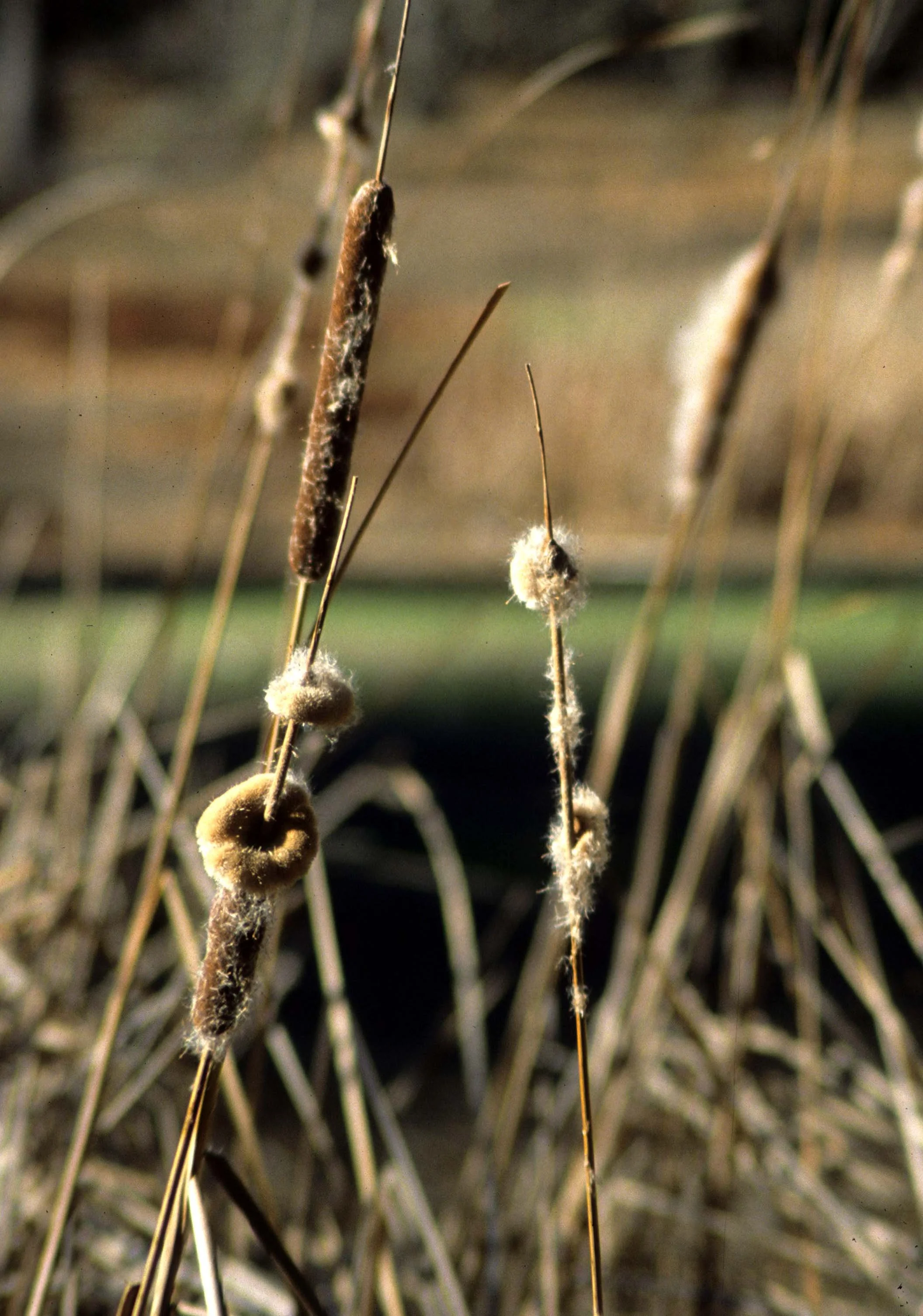 CALIFORNIA - REDWOODS NP - CATTAIL SPECIES.jpg