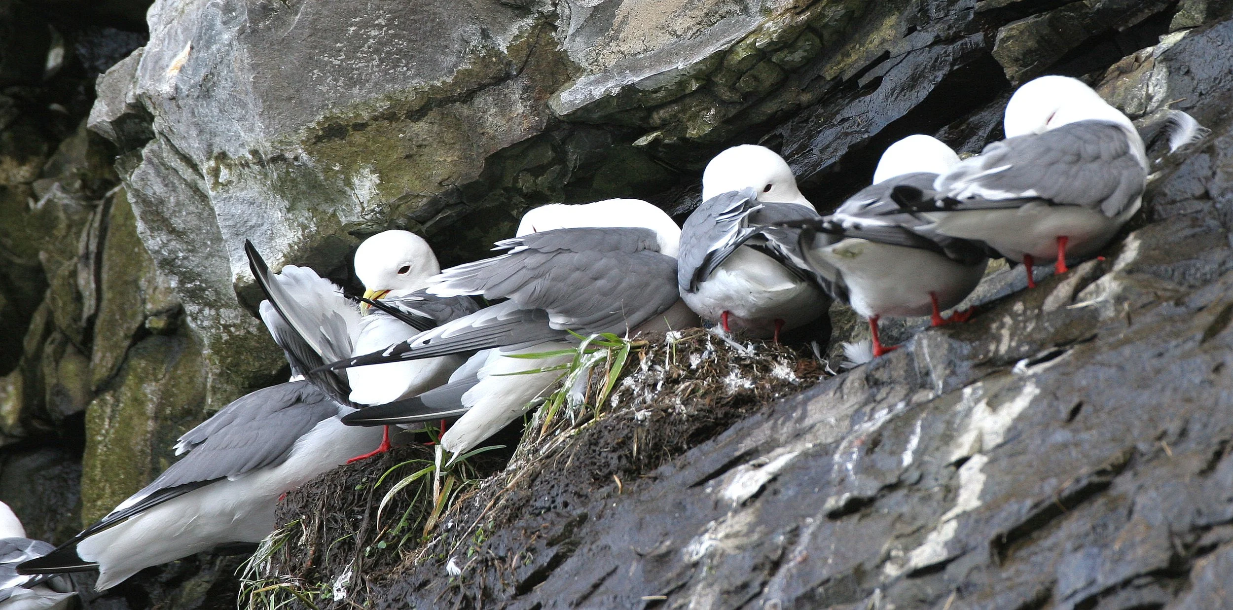 BIRD - KITTIWAKE - RED-LEGGED - COMMANDERS (16).jpg