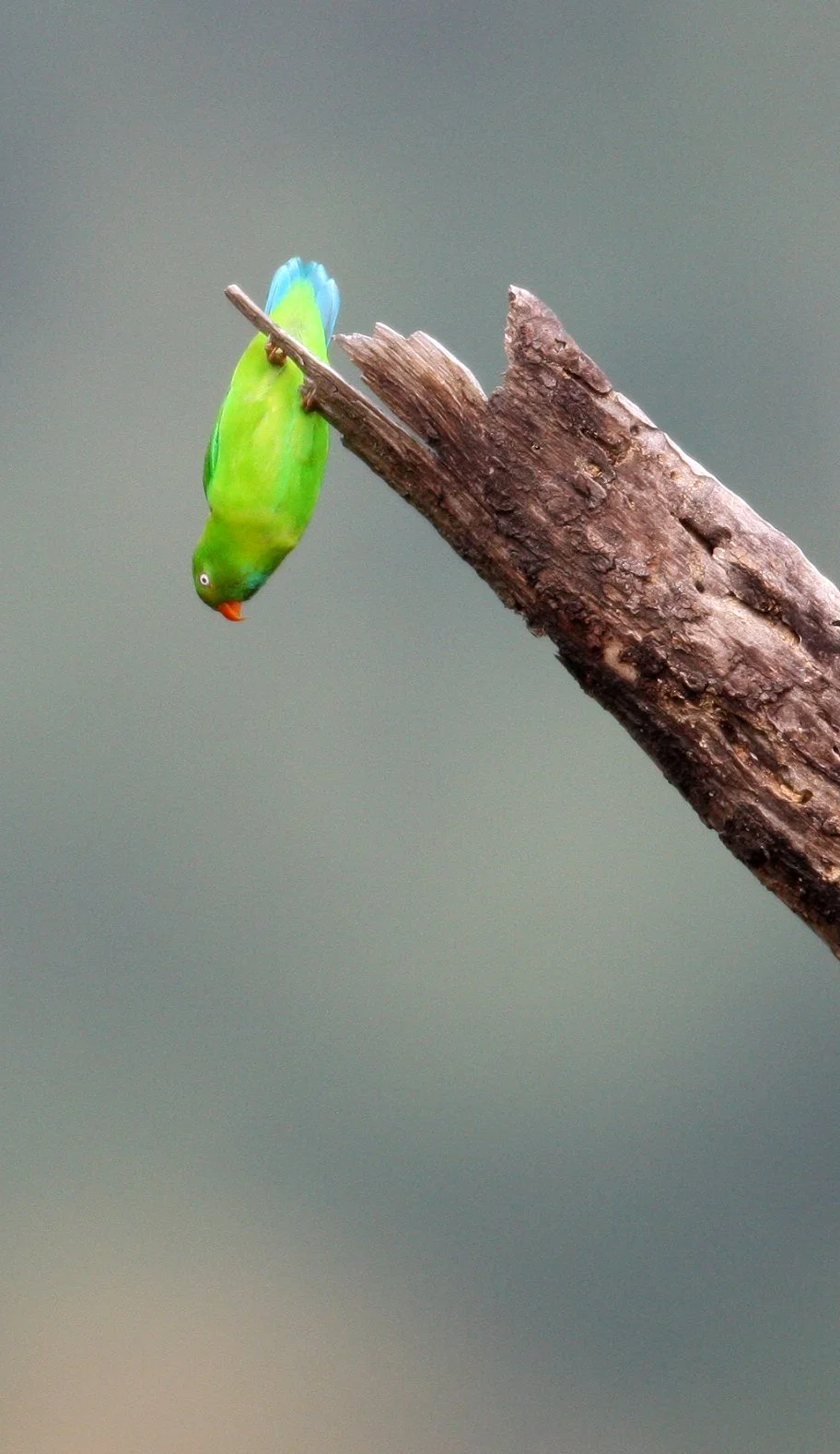 BIRD - PARROT - VERNAL HANGING PARROT - KAENG KRACHAN NP THAILAND (32).JPG