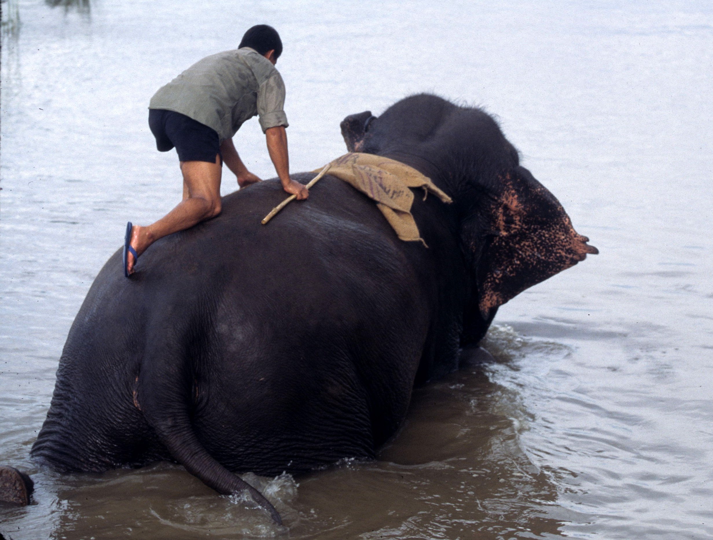 NEPAL - CHITWAN NP - ELEPHANT LABOR C.jpg