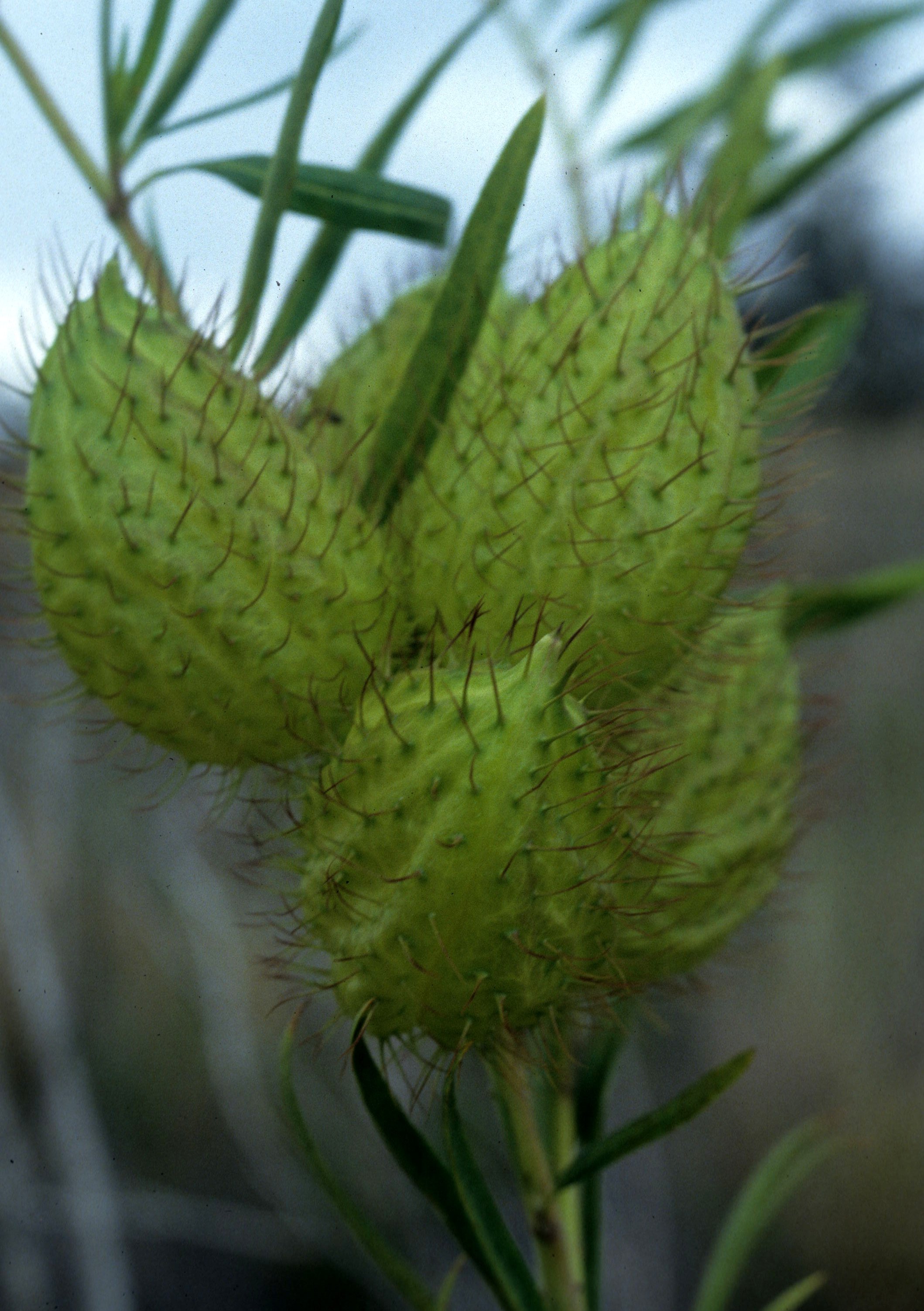 HAWAII - HAWAII - PLANT SPECIES B.jpg