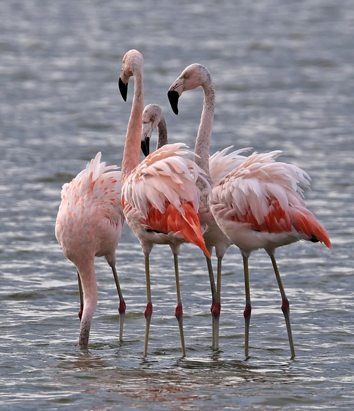 Chilean Flamingo (Phoenicopterus chilensis) Chaco Lodge & Laguna Salada Paraguay (40).jpg