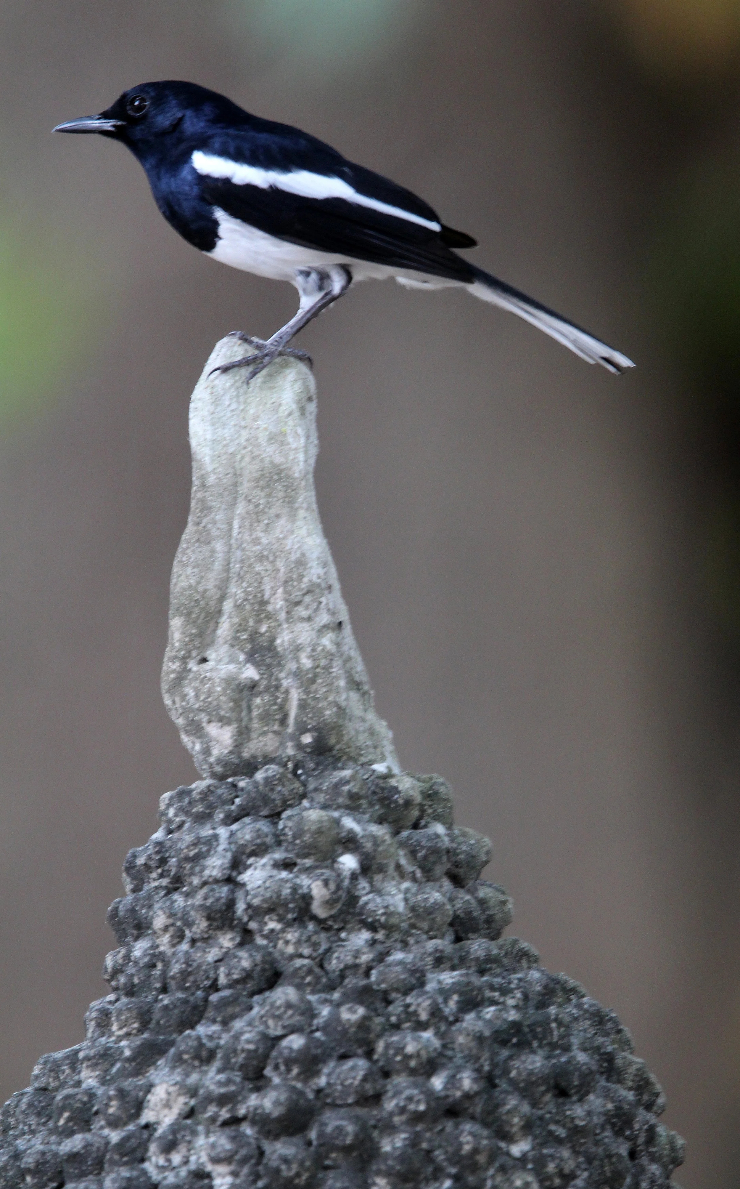 AYUTTHAYA PASSION DAY NOVEMBER 2013 (46).JPG