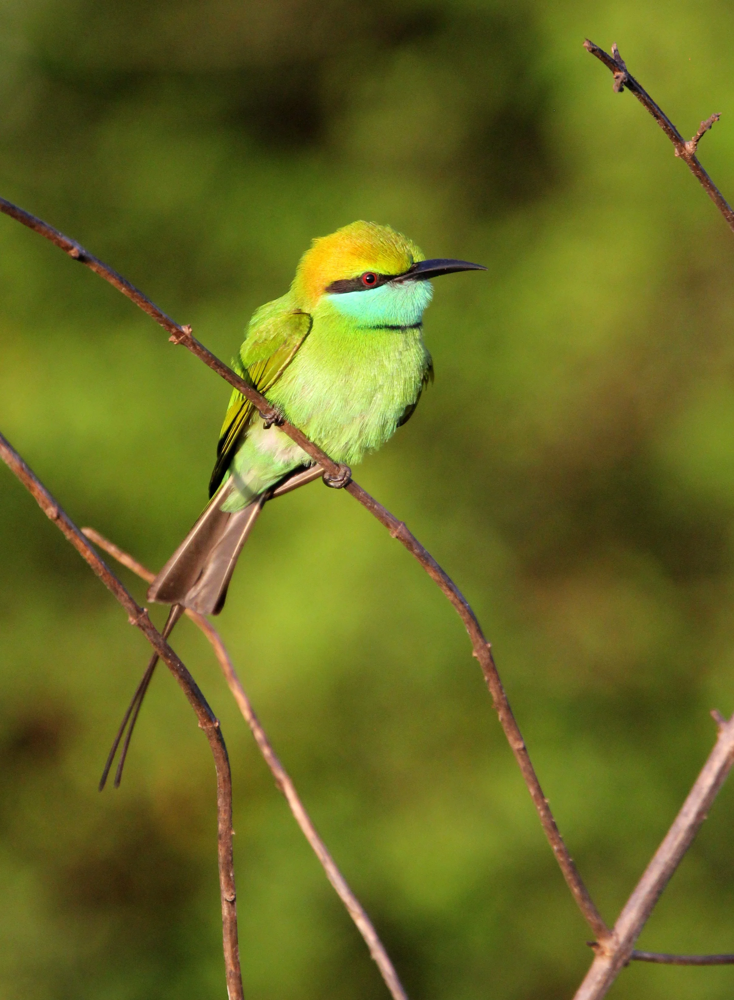 BIRD - BEE-EATER - LITTLE GREEN BEE-EATER - UDAWALAWA NATIONAL PARK SRI LANKA (17).JPG