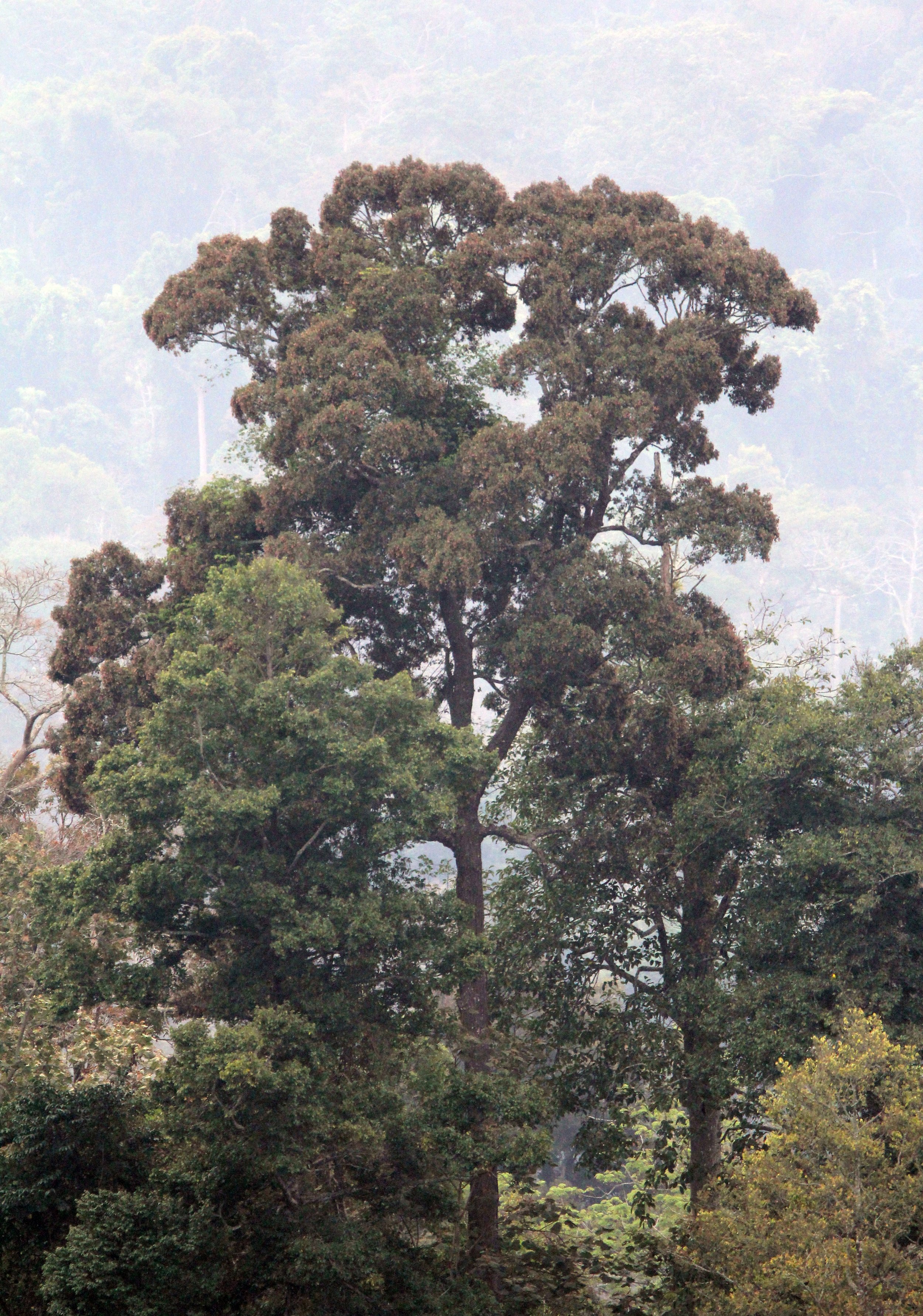 2015 Khao Pang Ma Nonhunting Area (40).JPG