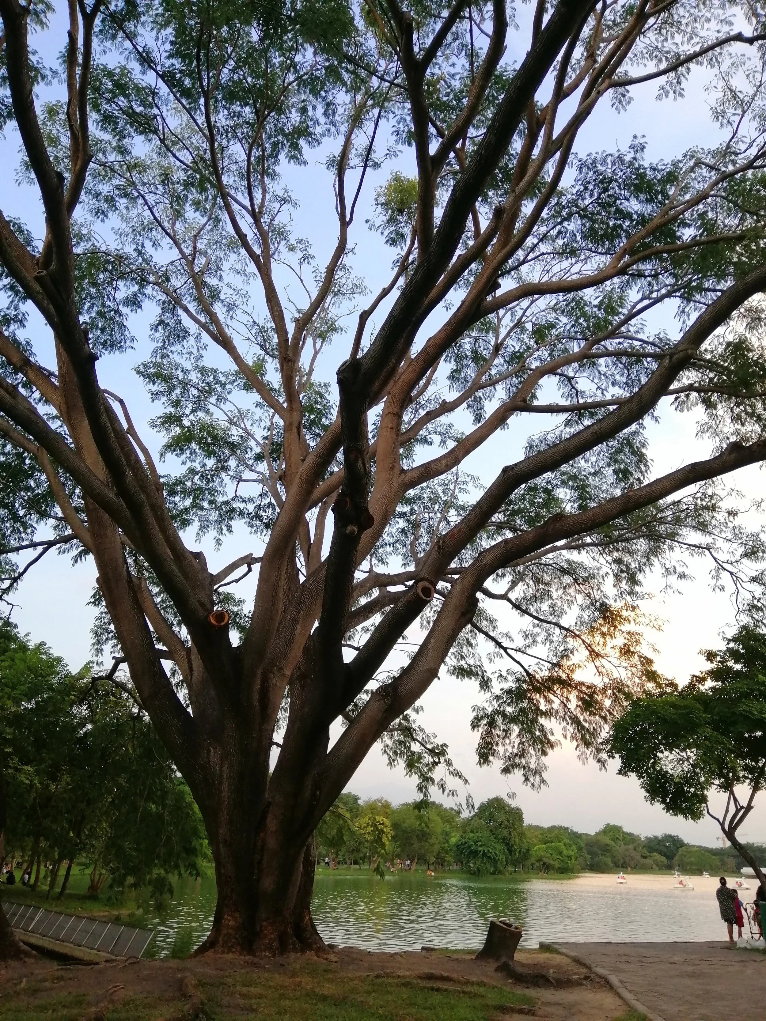 2019 Rod Fai Park & Rama 9 Park Bangkok with Gift (10).jpg