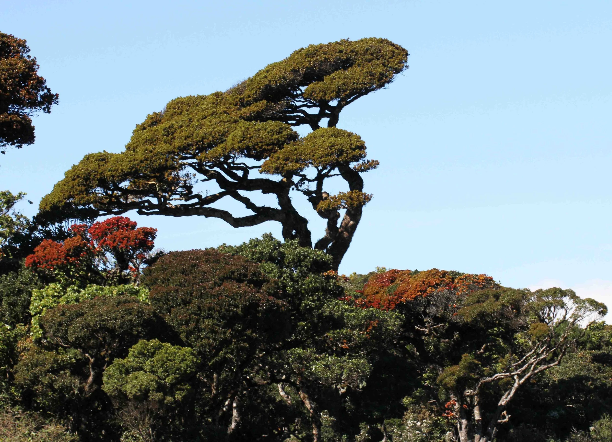 NUWARA ELIYA， HORTON PLAINS NATIONAL PARK,  SRI LANKA (30).JPG
