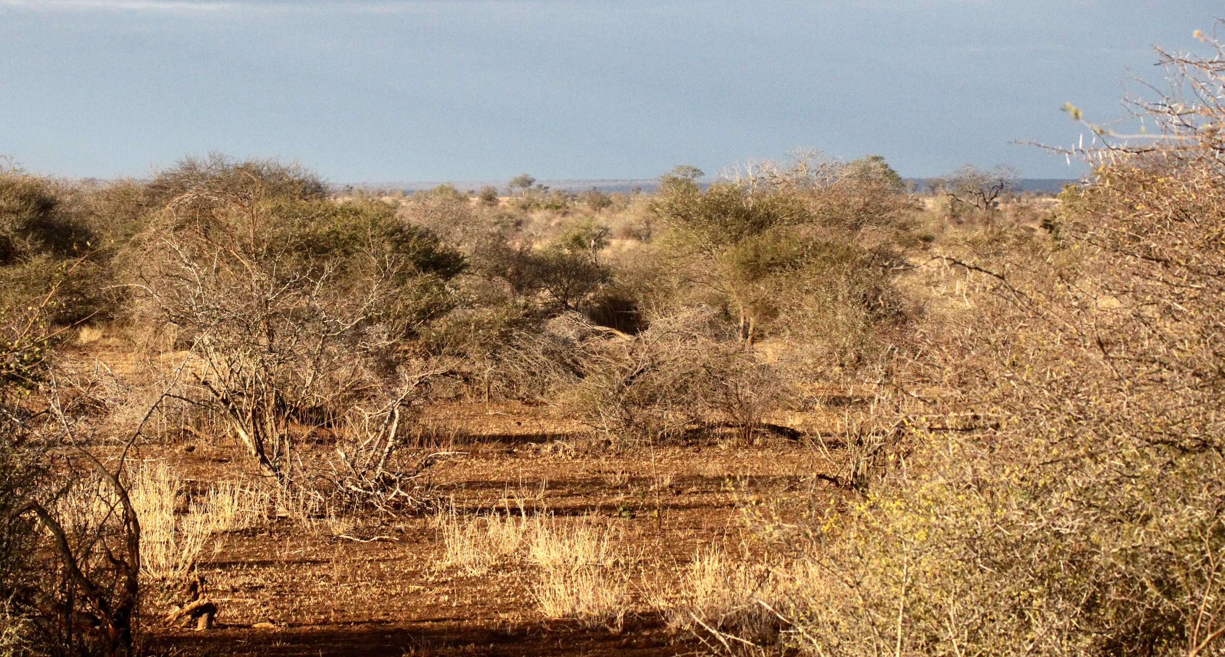 KRUGER - BUSHVELD COMMUNITY.JPG