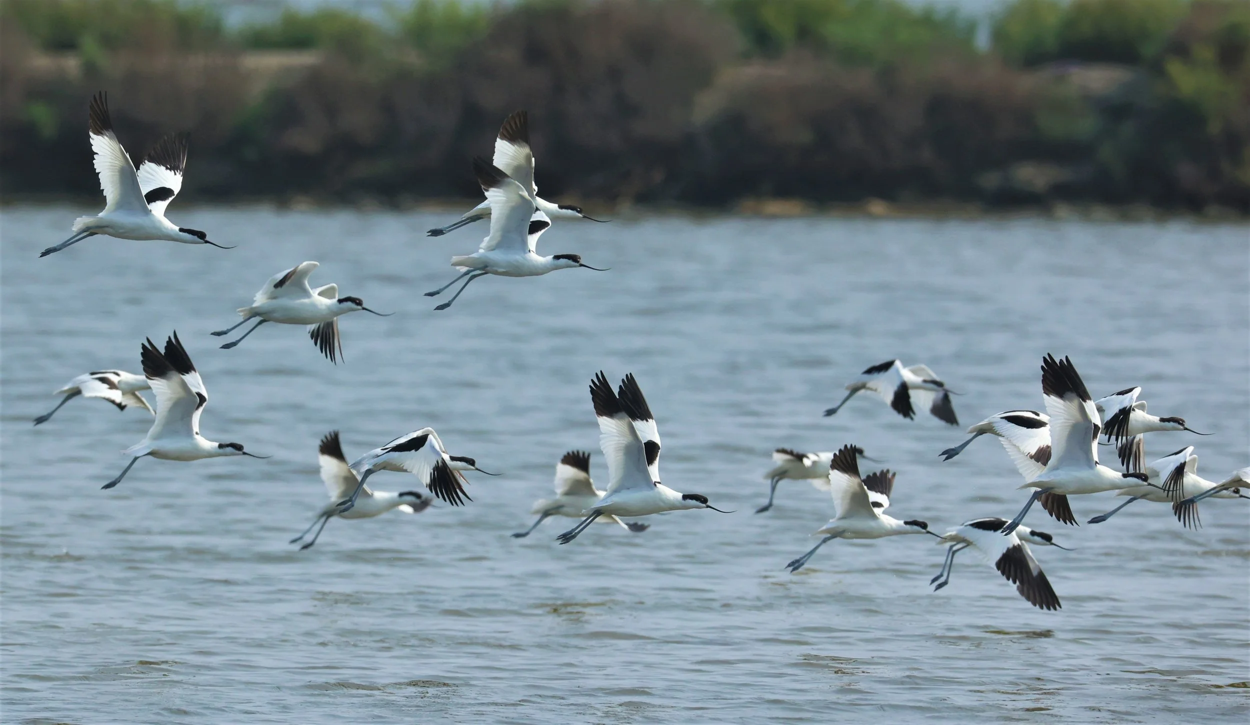 AVOCET - PIED AVOCET - Recurvirostra avosetta - LAEM PAK BIA MARCH 2022 (39).jpg