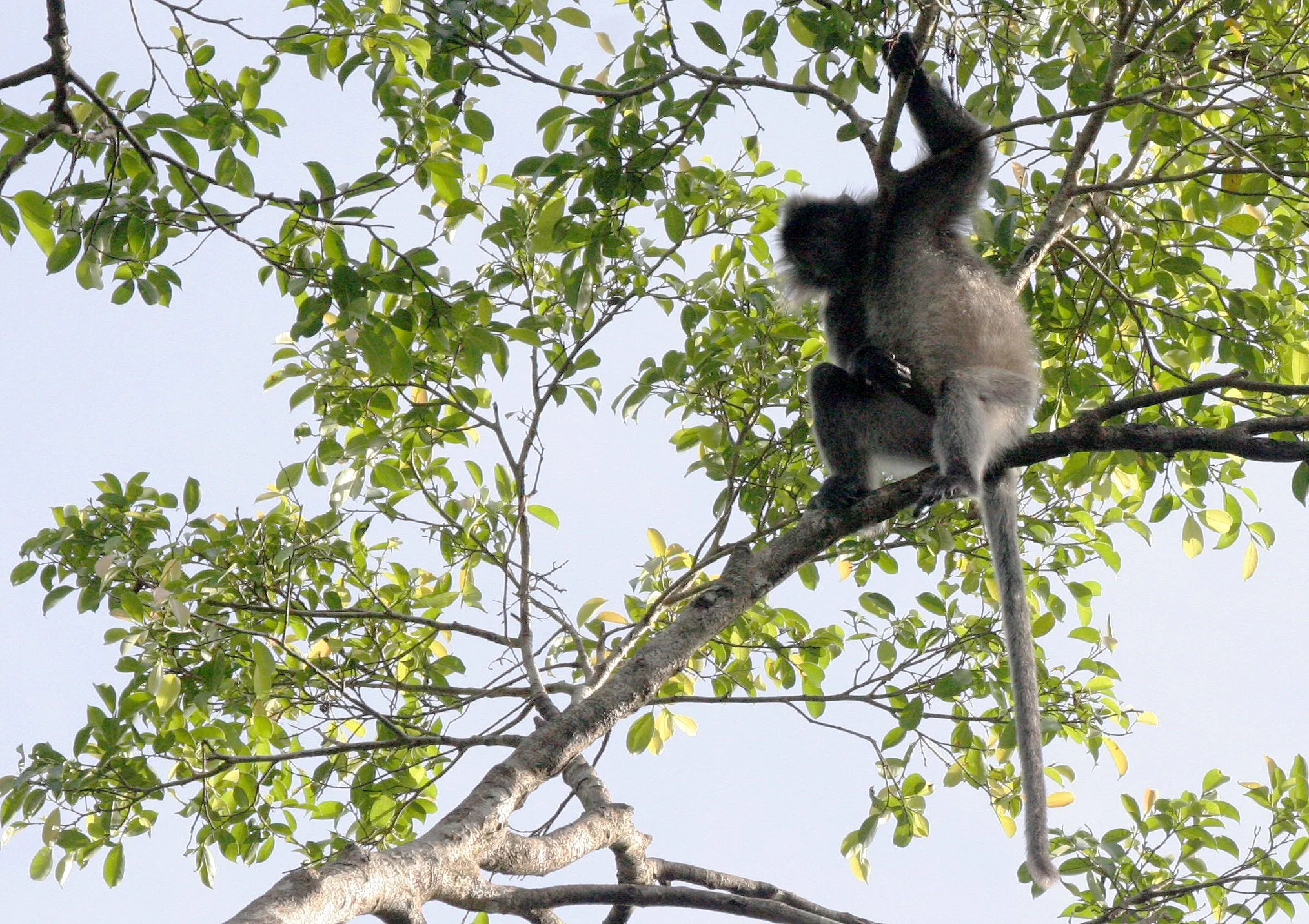 CERCOPITHECIDAE - Trachypithecus cristatus cristatus - SILVERED LANGUR - SABAH KINABATANGAN RIVER BORNEO (35).JPG