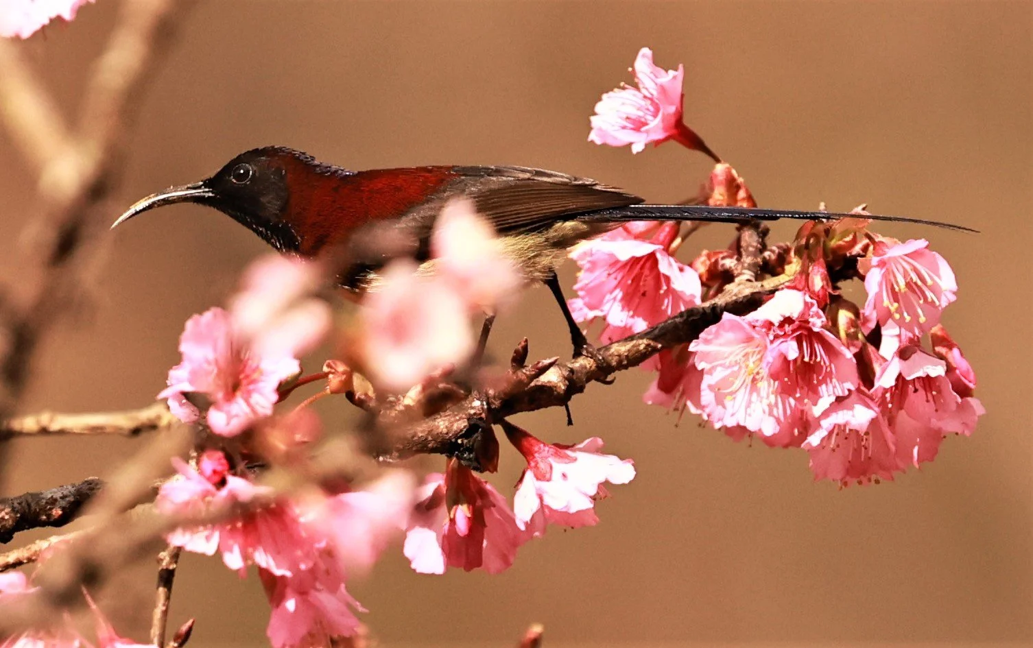 SUNBIRD - BLACK-THROATED SUNBIRD - Aethopyga saturata - DOI ANG KHANG CHIANG MAI DEC 2022 (3).jpg