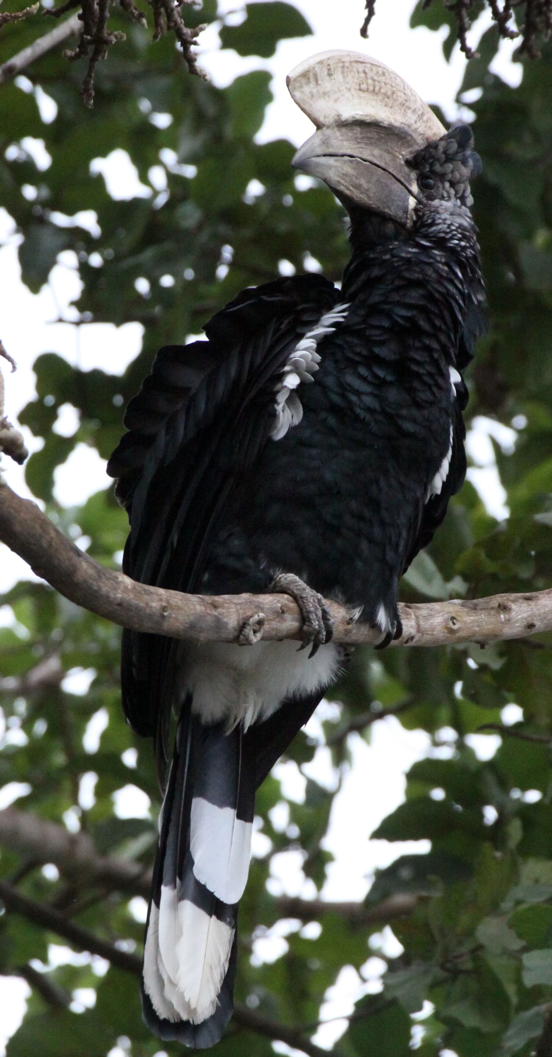 Bycanistes brevis - SILVERY-CHEEKED HORNBILL - LAKE AWASSA ETHIOPIA (11).JPG