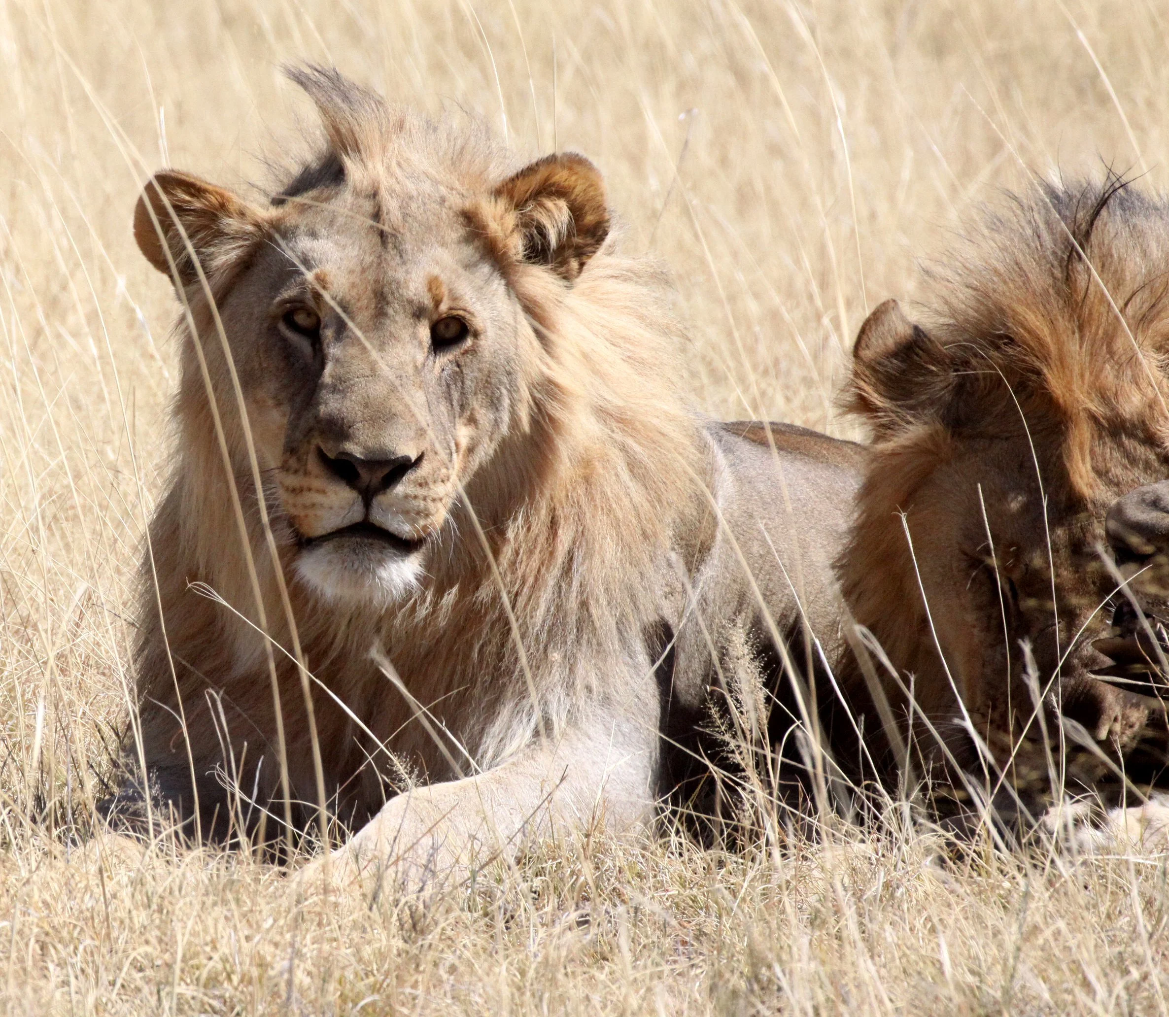 Panthera leo melanochaita - AFRICAN LION - THREE MALES - ETOSHA NATIONAL PARK NAMIBIA (111).JPG
