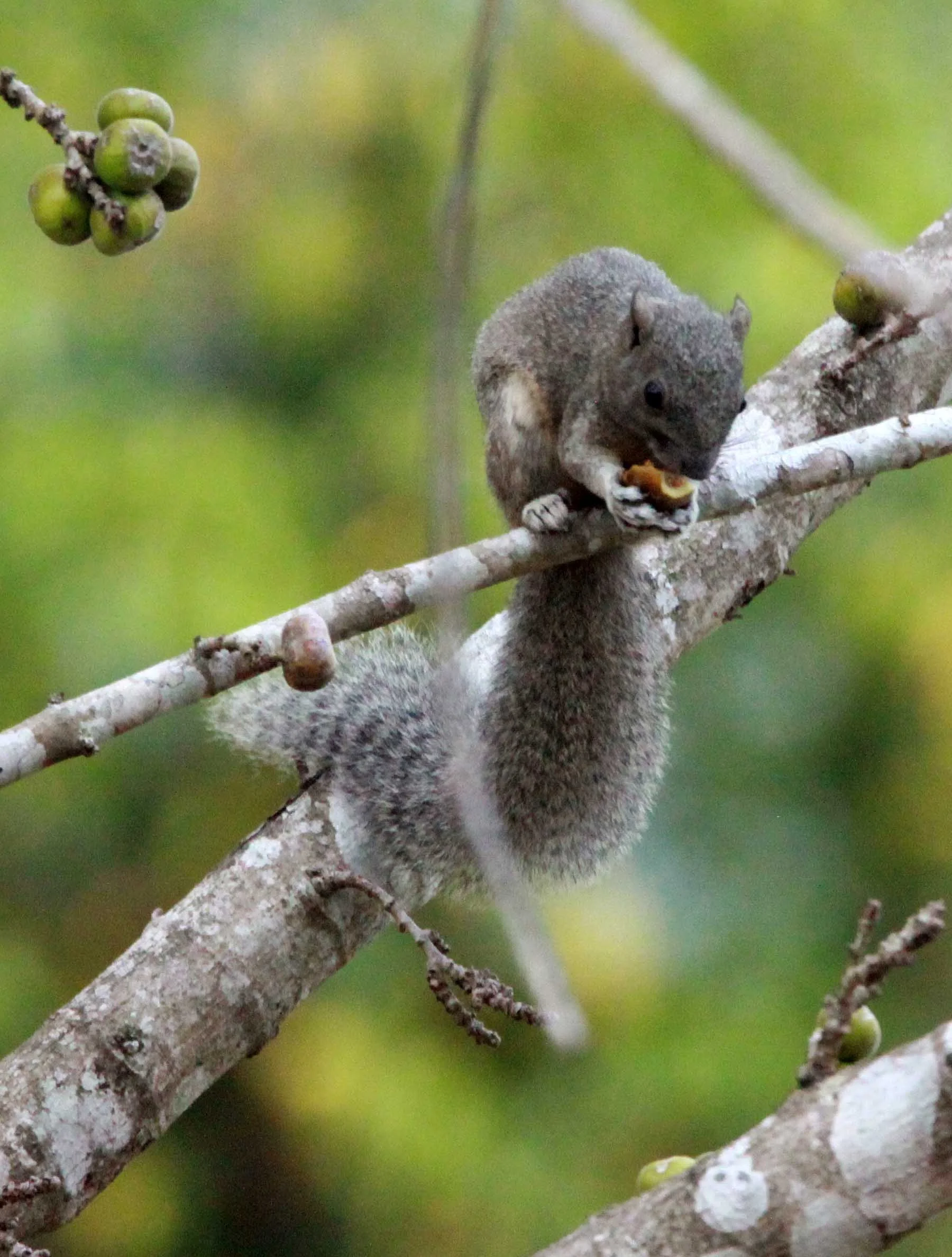 Callosciurus erythraeus flavimanus - Pallas’s Squirrel - CAT TIEN NP VN (10).JPG