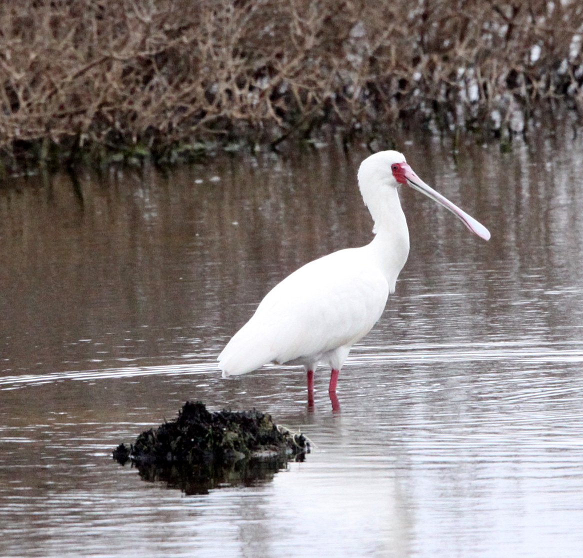 SPOONBILL - AFRICAN SPOONBILL - Platalea alba - DE HOOP RESERVE SOUTH AFRICA (16).JPG