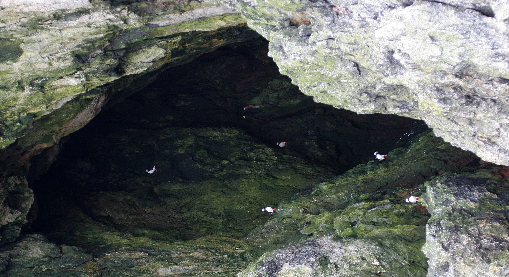 Fratercula corniculata - HORNED PUFFIN - OFF OF COMMANDORSKY (9).jpg