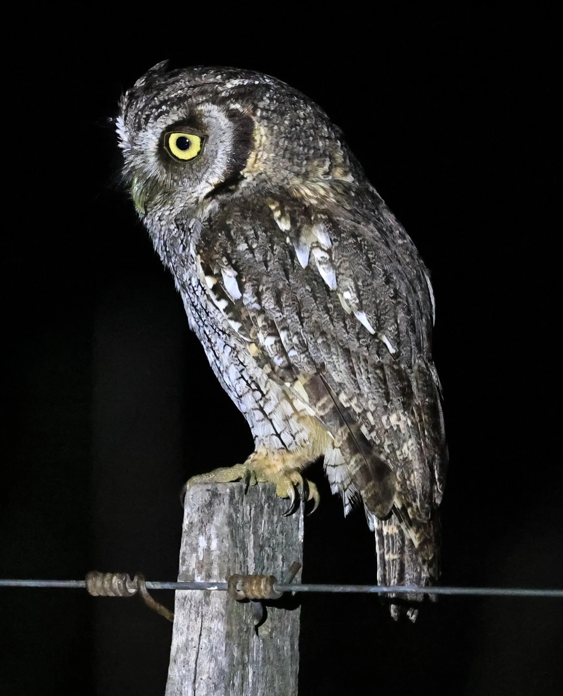 Tropical Screech-Owl (Megascops choliba) Hotel Campestre Iparoma Paraguay (31).jpg