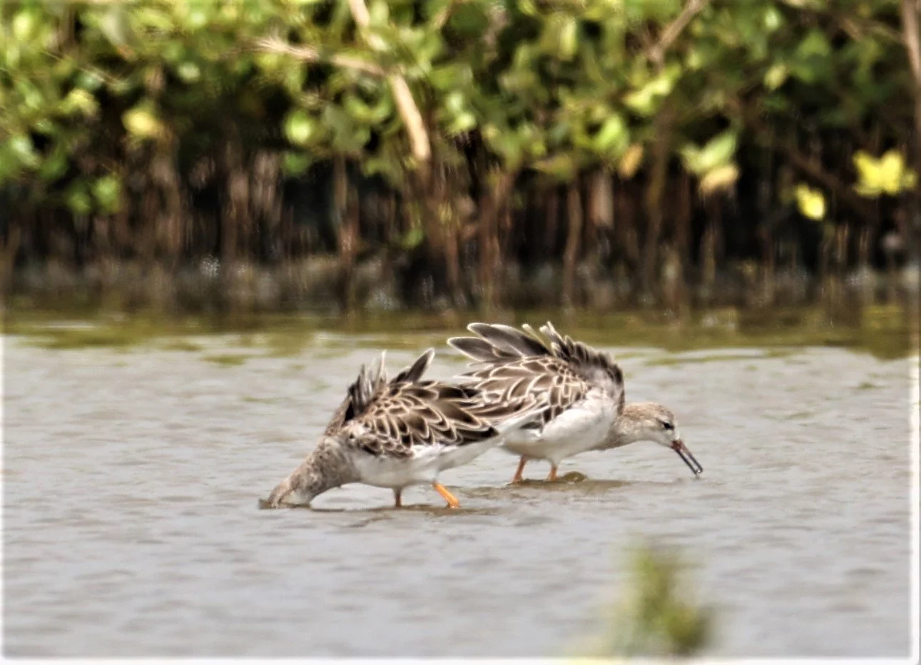 RUFF - Philomachus pugnax - CHACHOENGSAO SALT PONDS SEPT 12 2021 (9).jpg
