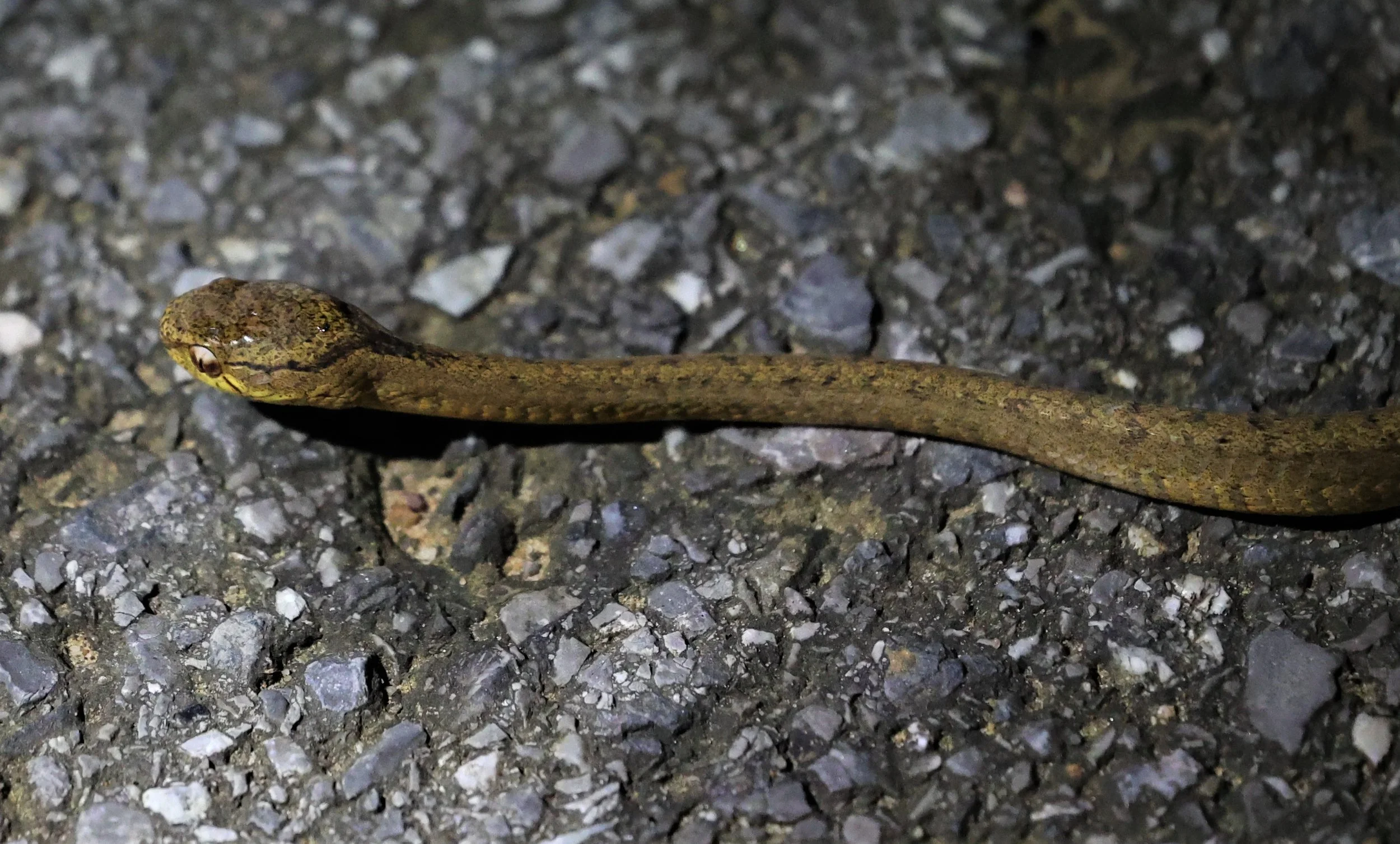 Keeled Slug Snake (Pareas carinatus)