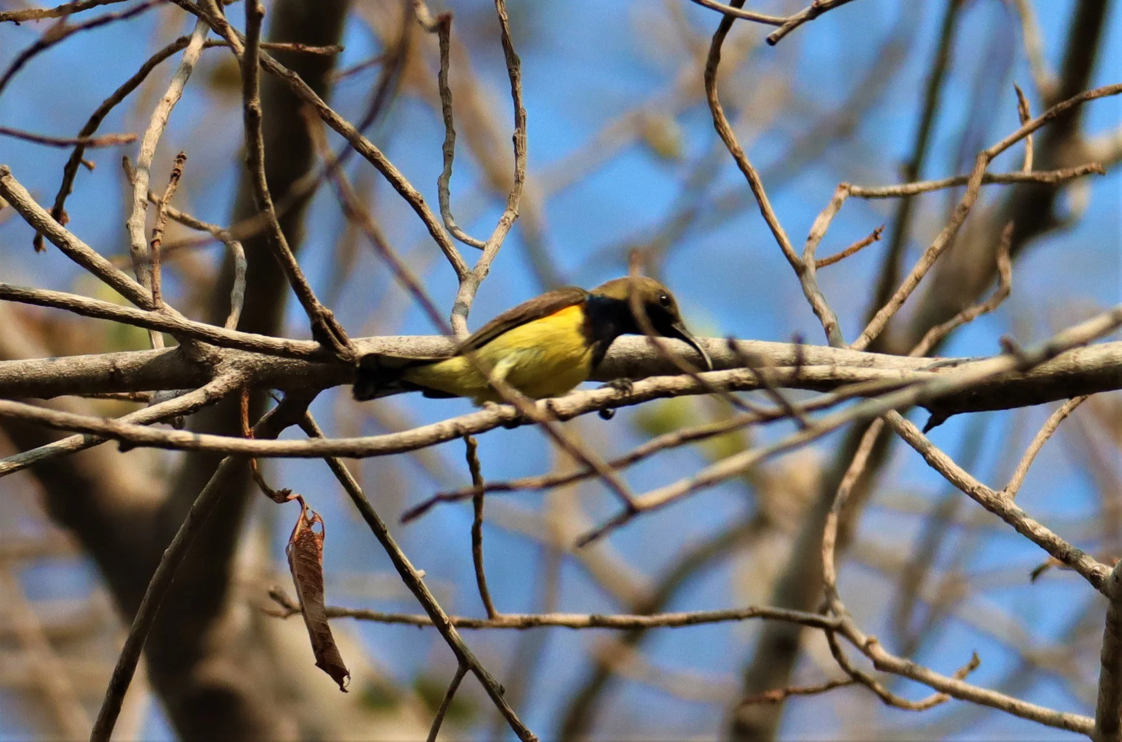 Black-napped Oriole (Oriolus chinensis) Rama 9 Park Bangkok (6).jpg