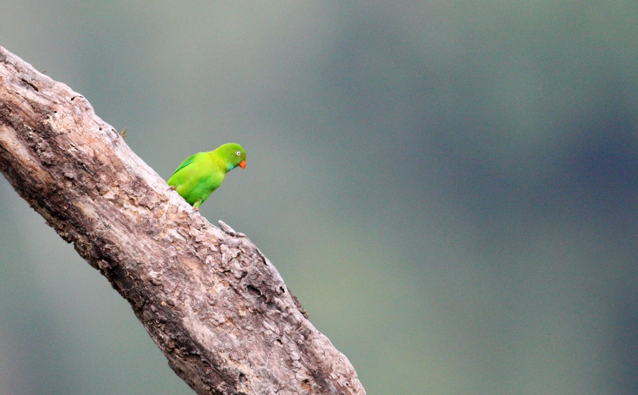 BIRD - PARROT - VERNAL HANGING PARROT - KAENG KRACHAN NP THAILAND (18).JPG