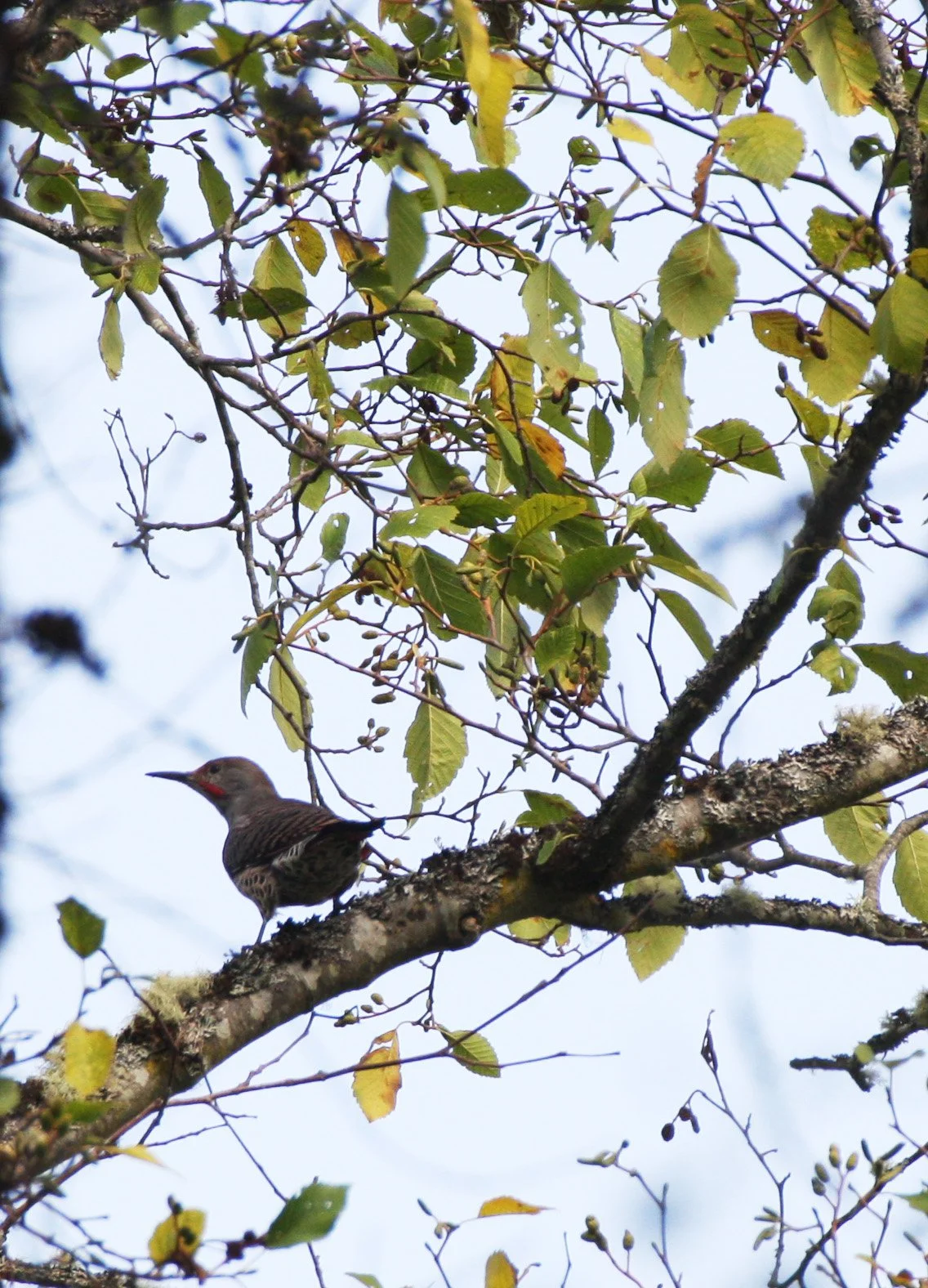 BIRD - WOODPECKER - FLICKER - NORTHERN FLICKER (2).JPG
