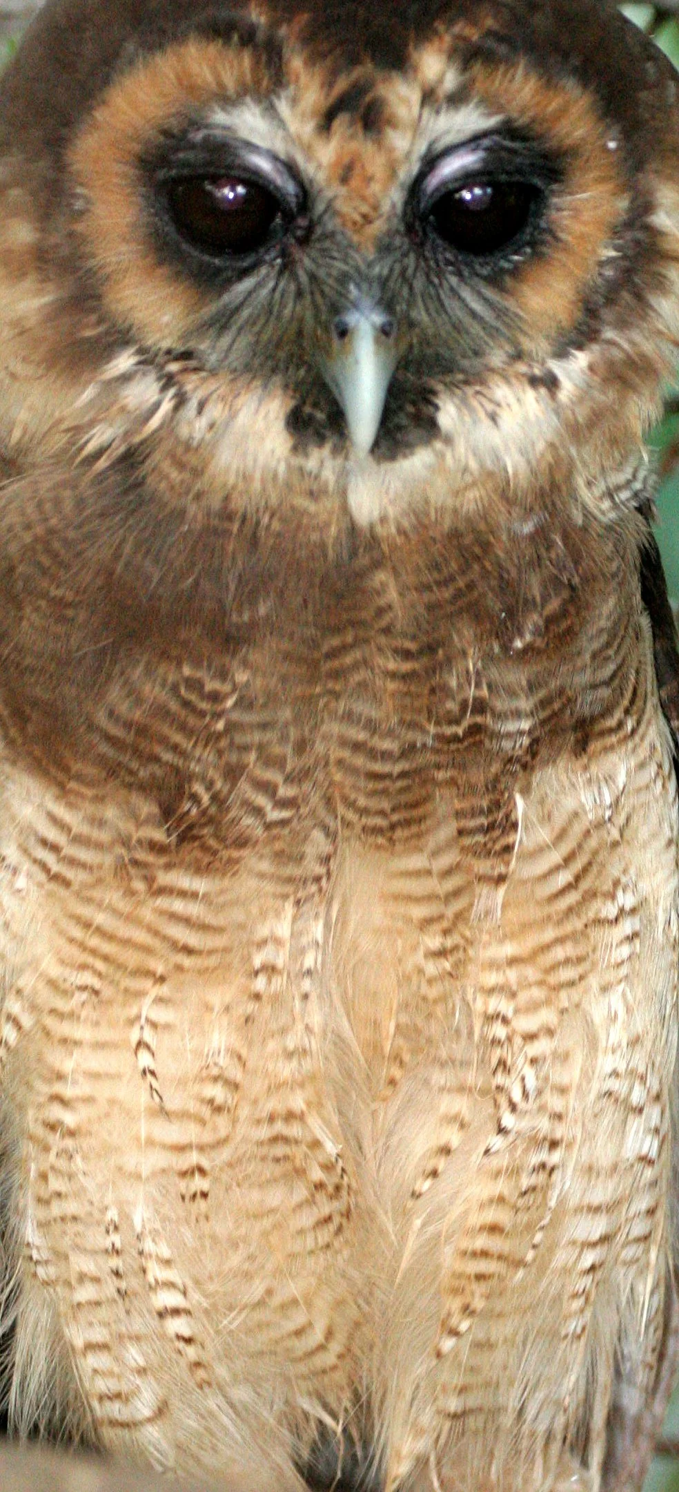 Strix leptogrammica - BROWN WOOD OWL - NST THAILAND (1).JPG