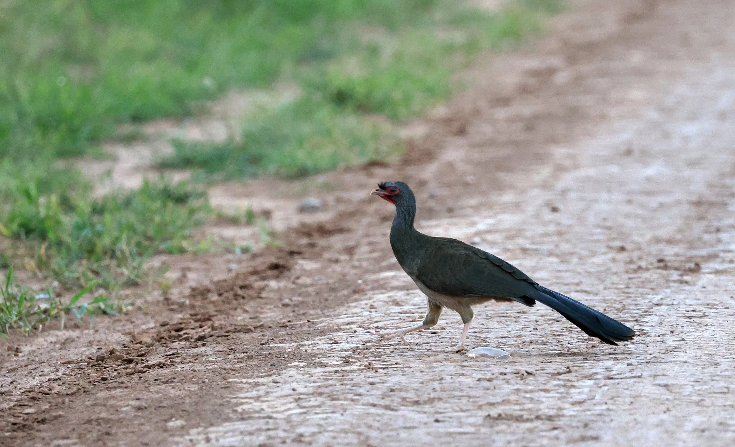Chaco chachalaca (Ortalis canicollis) Agua Dulce Paraguay (12).jpg