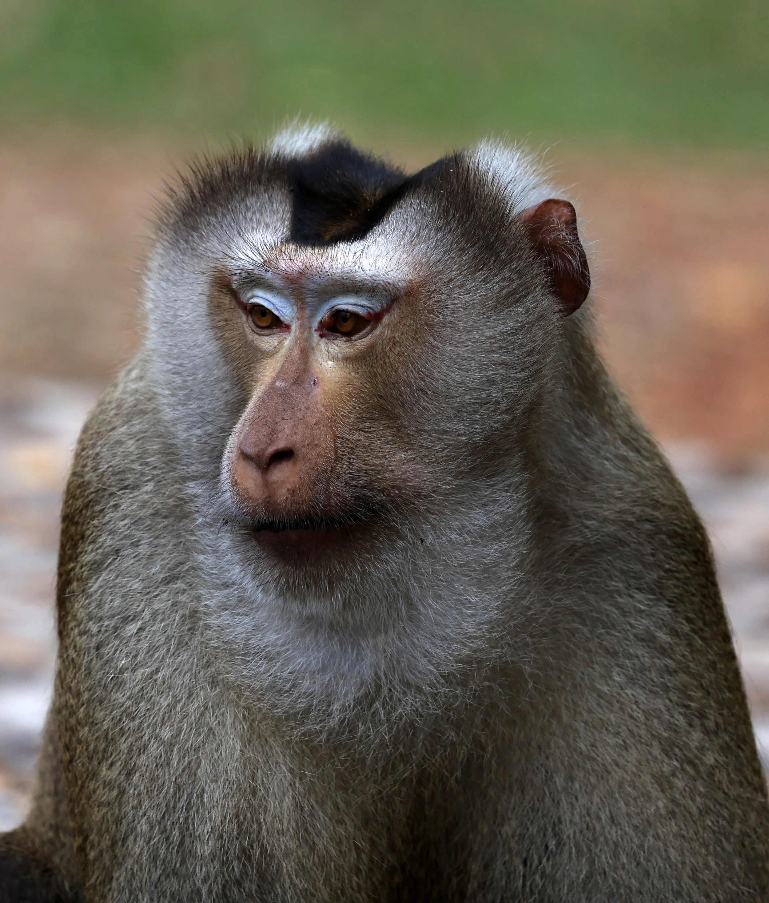 Northern Pig-tailed Macaque (Macaca leonina) Khao Yai National Park Feb 2026 Day 3 (28).jpg